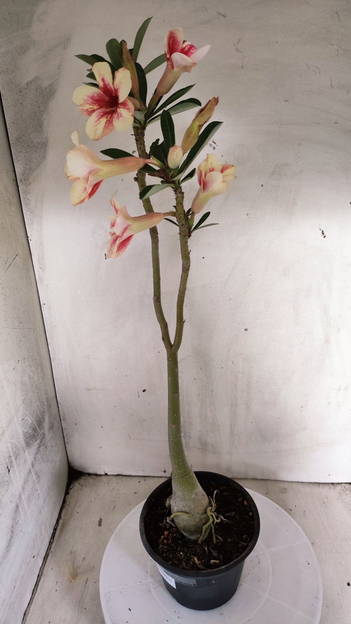 Planta Simples 3635 – 35cm – 03 anos - vaso 15