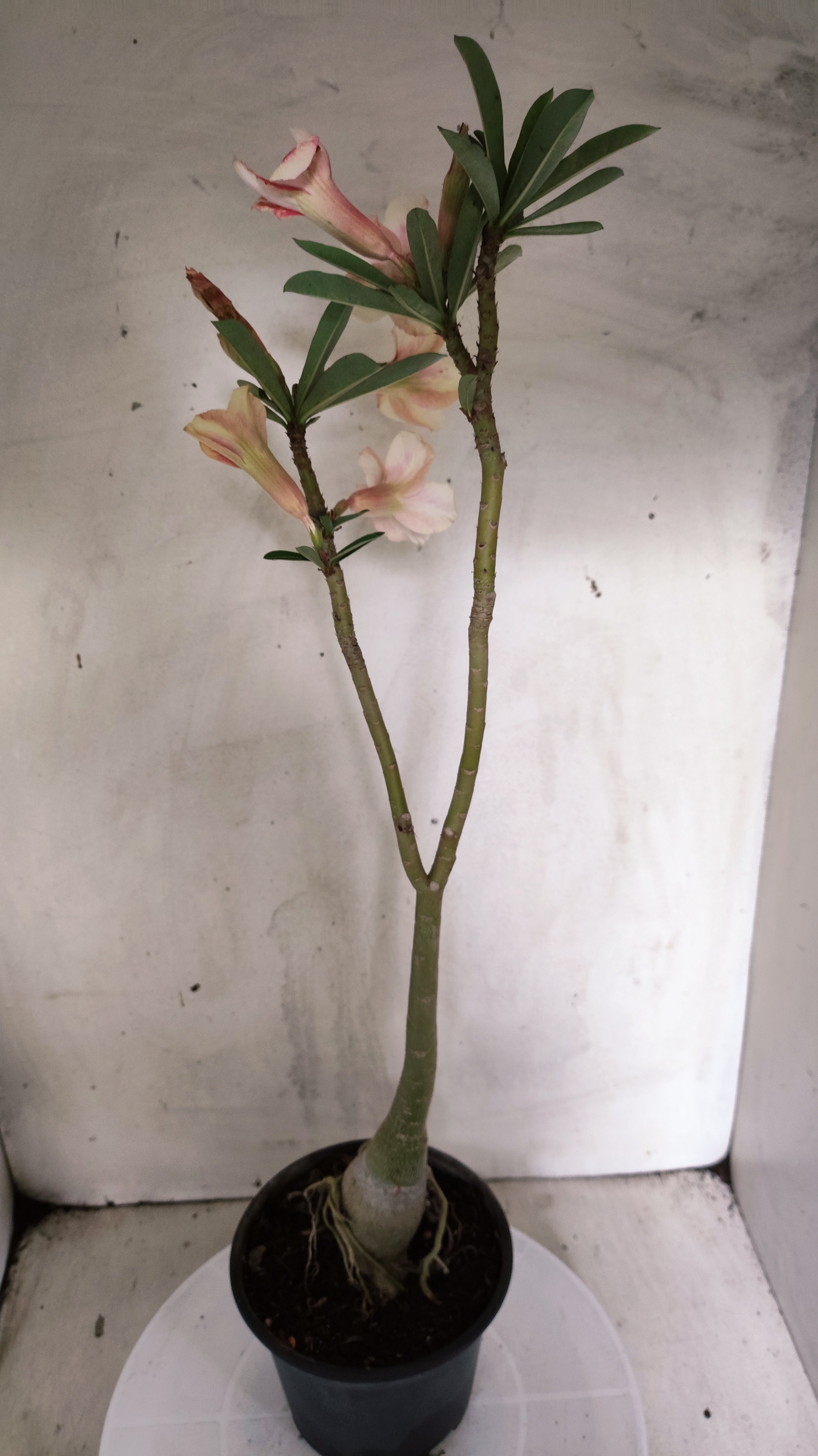 Planta Simples 3635 – 35cm – 03 anos - vaso 15