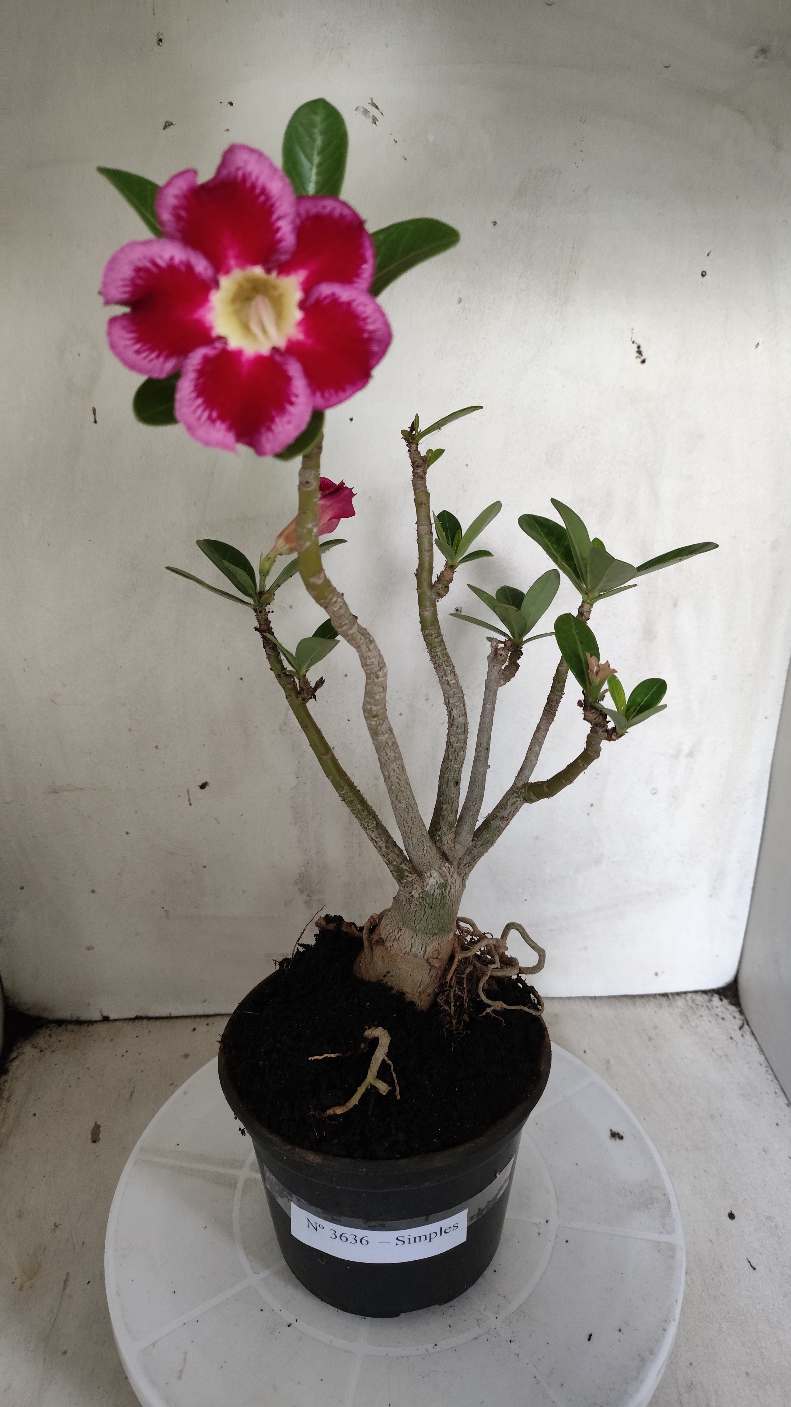 Planta Simples 3636 – 35cm – 03 anos - vaso 15