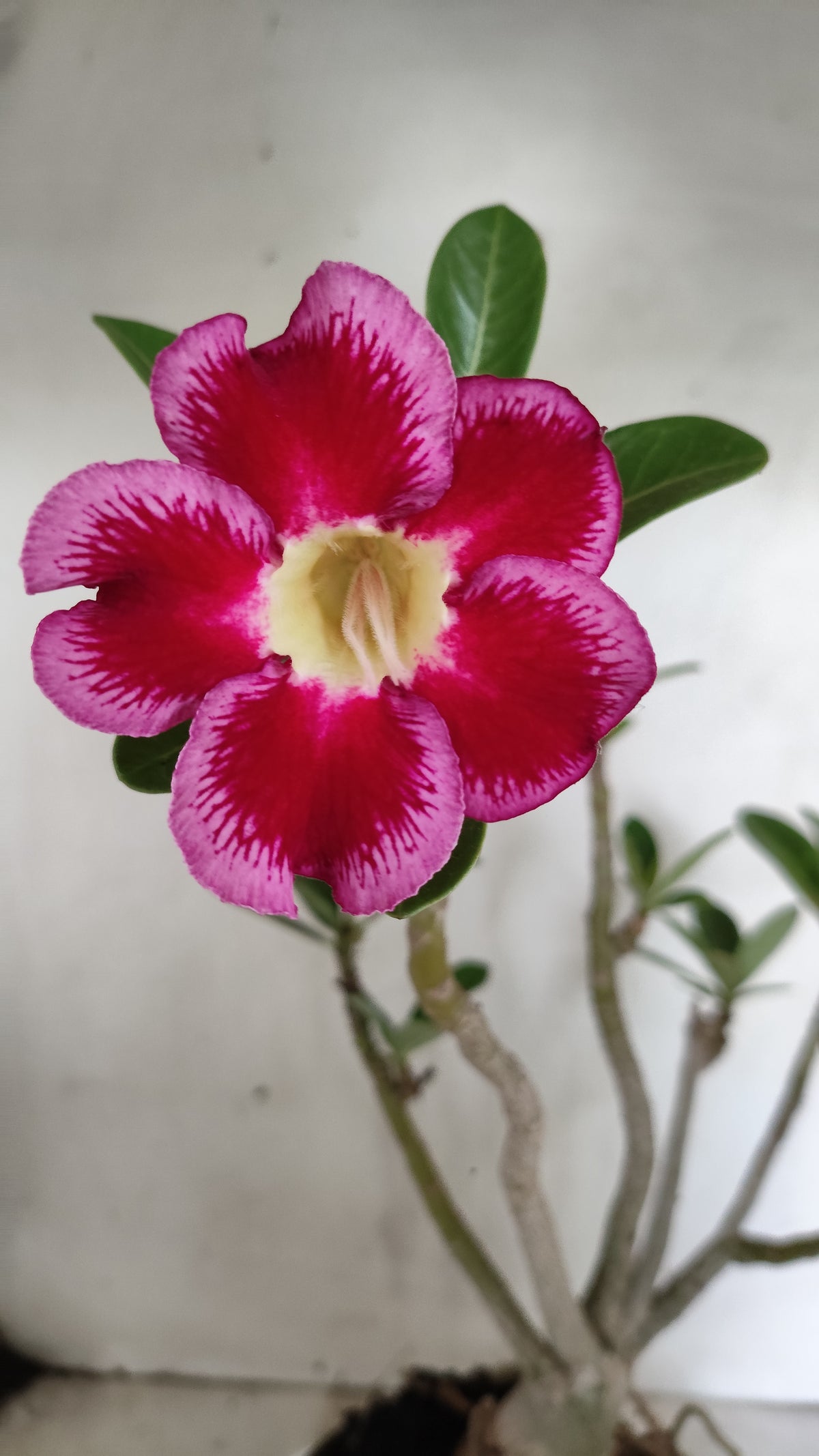 Planta Simples 3636 – 35cm – 03 anos - vaso 15