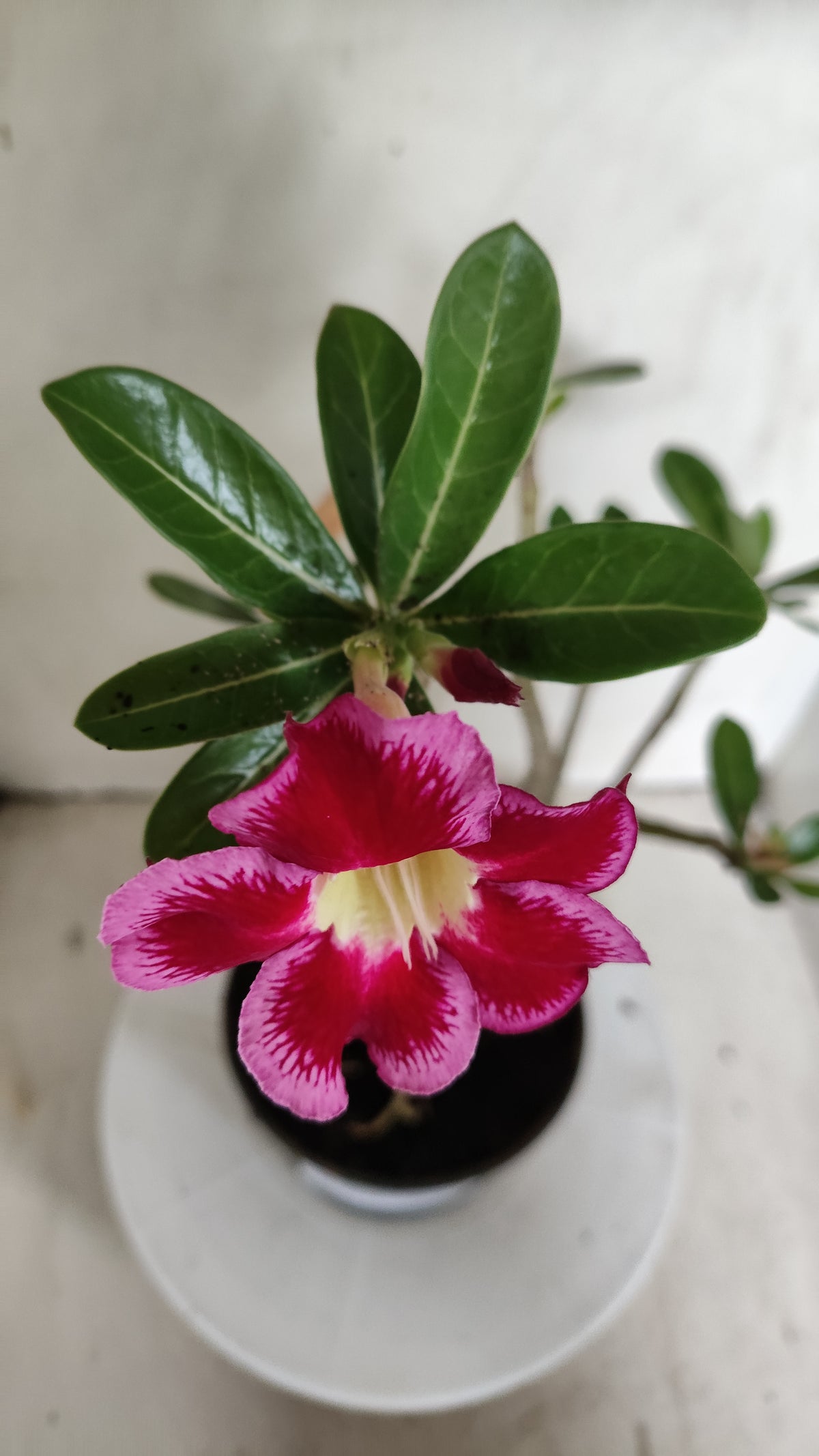 Planta Simples 3636 – 35cm – 03 anos - vaso 15
