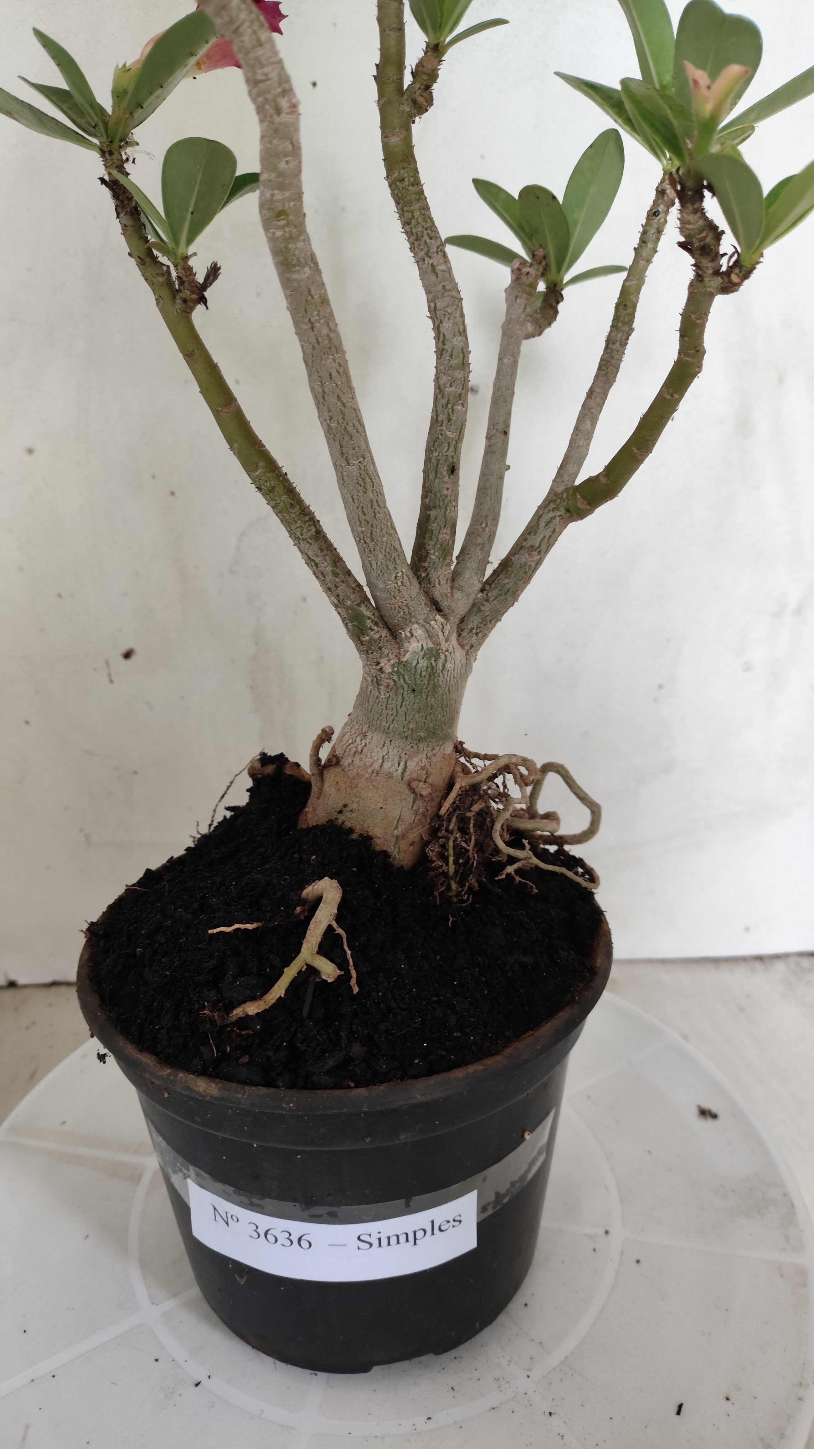 Planta Simples 3636 – 35cm – 03 anos - vaso 15