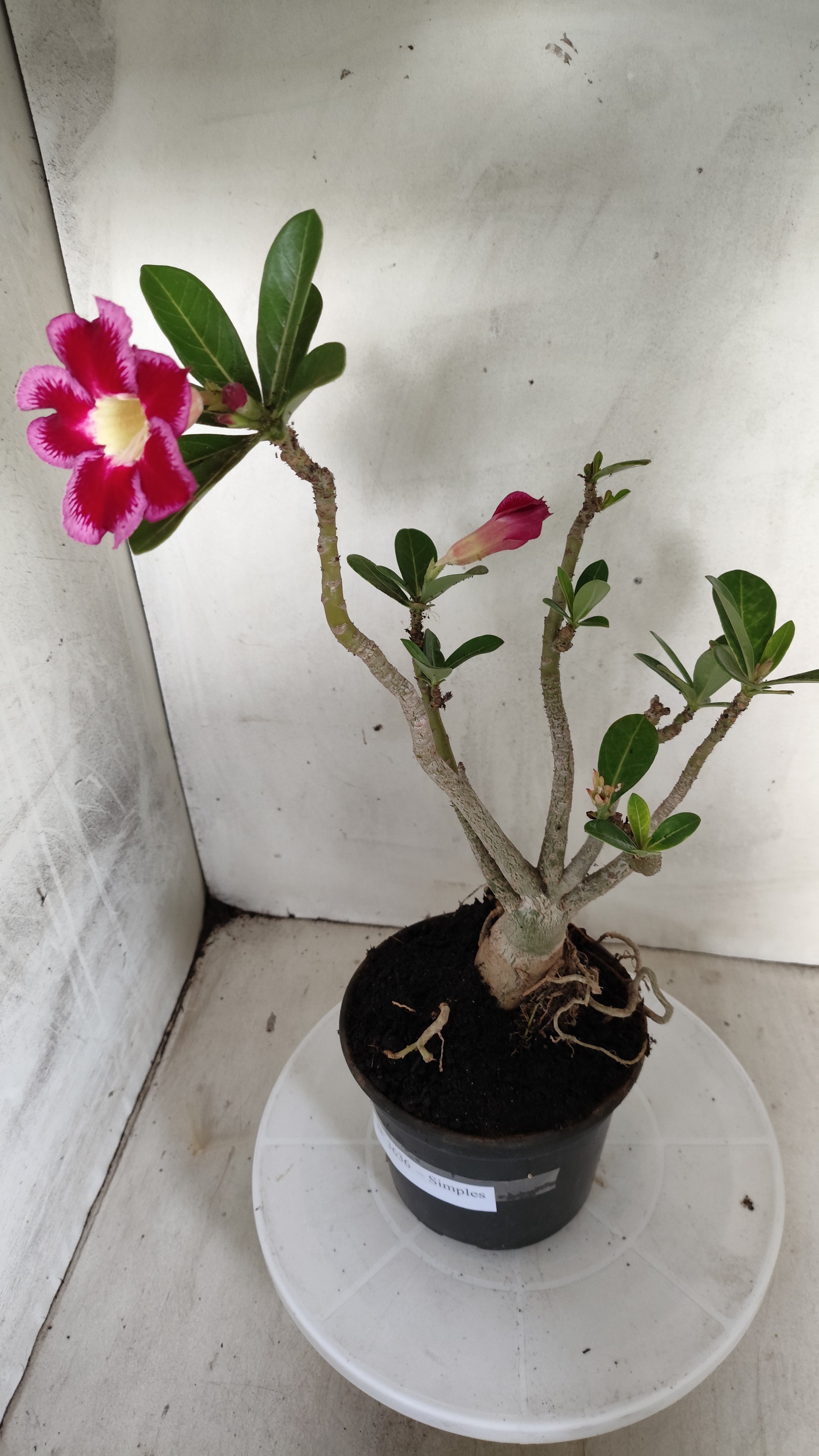 Planta Simples 3636 – 35cm – 03 anos - vaso 15