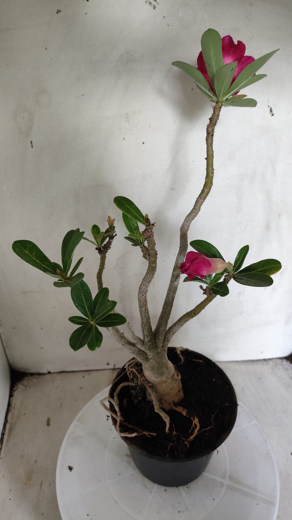 Planta Simples 3636 – 35cm – 03 anos - vaso 15