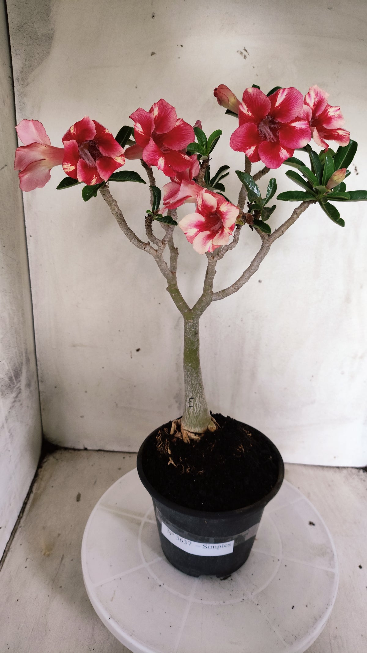 Planta Simples 3637 – 30cm – 03 anos - vaso 15