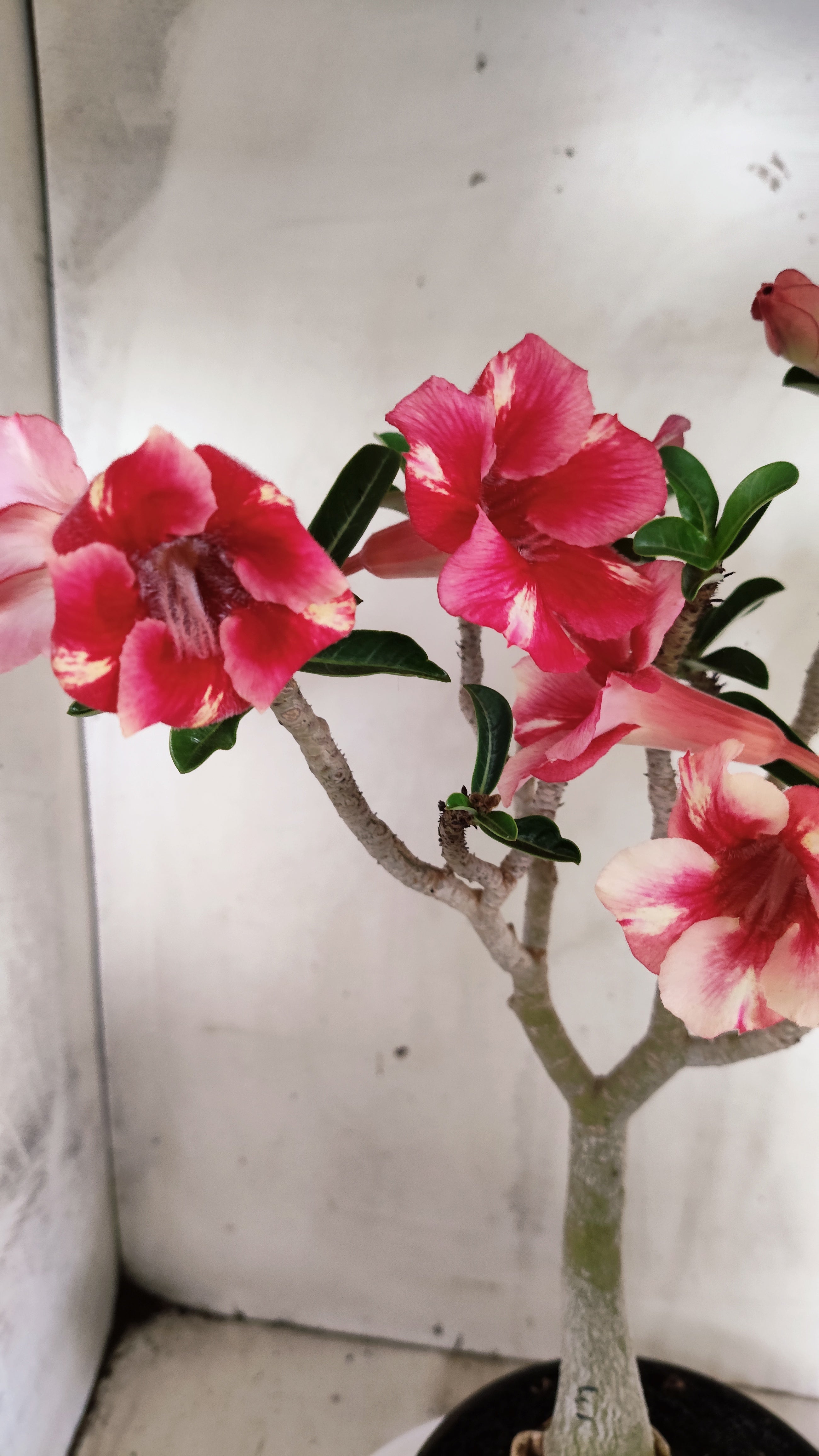 Planta Simples 3637 – 30cm – 03 anos - vaso 15