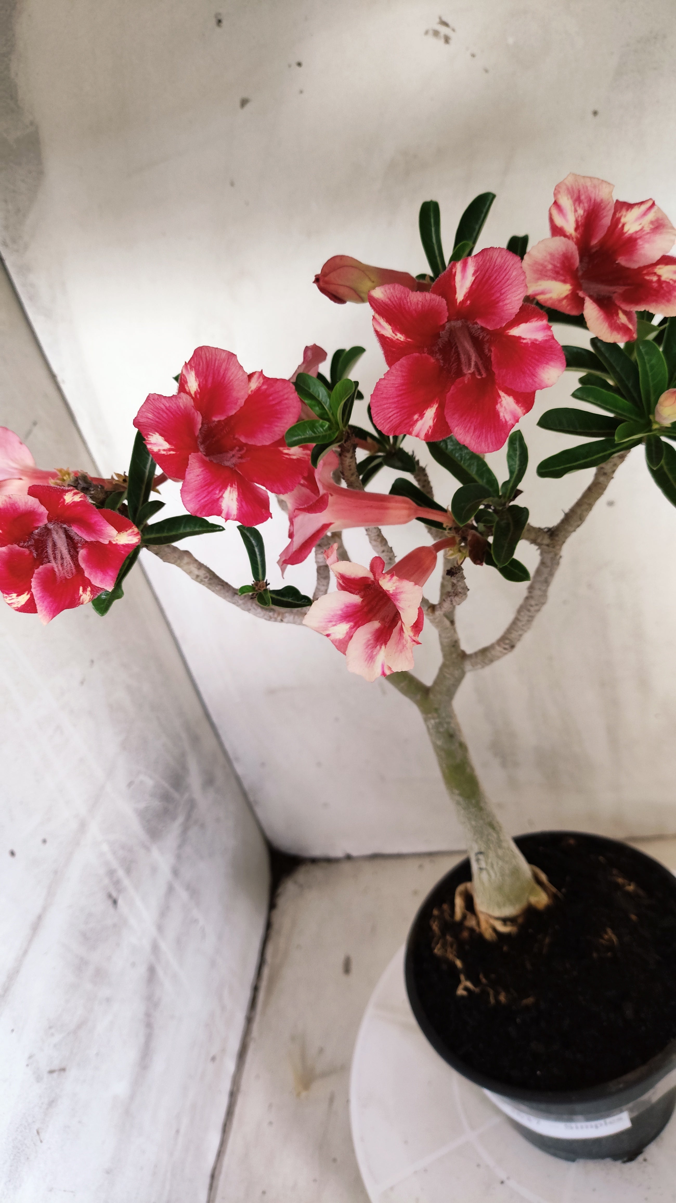Planta Simples 3637 – 30cm – 03 anos - vaso 15