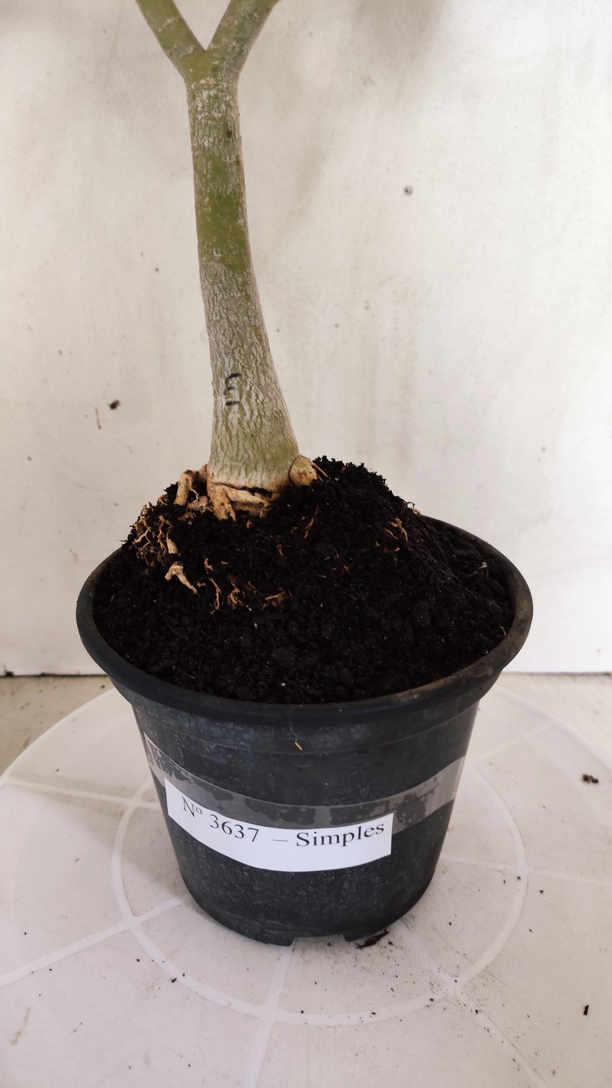 Planta Simples 3637 – 30cm – 03 anos - vaso 15