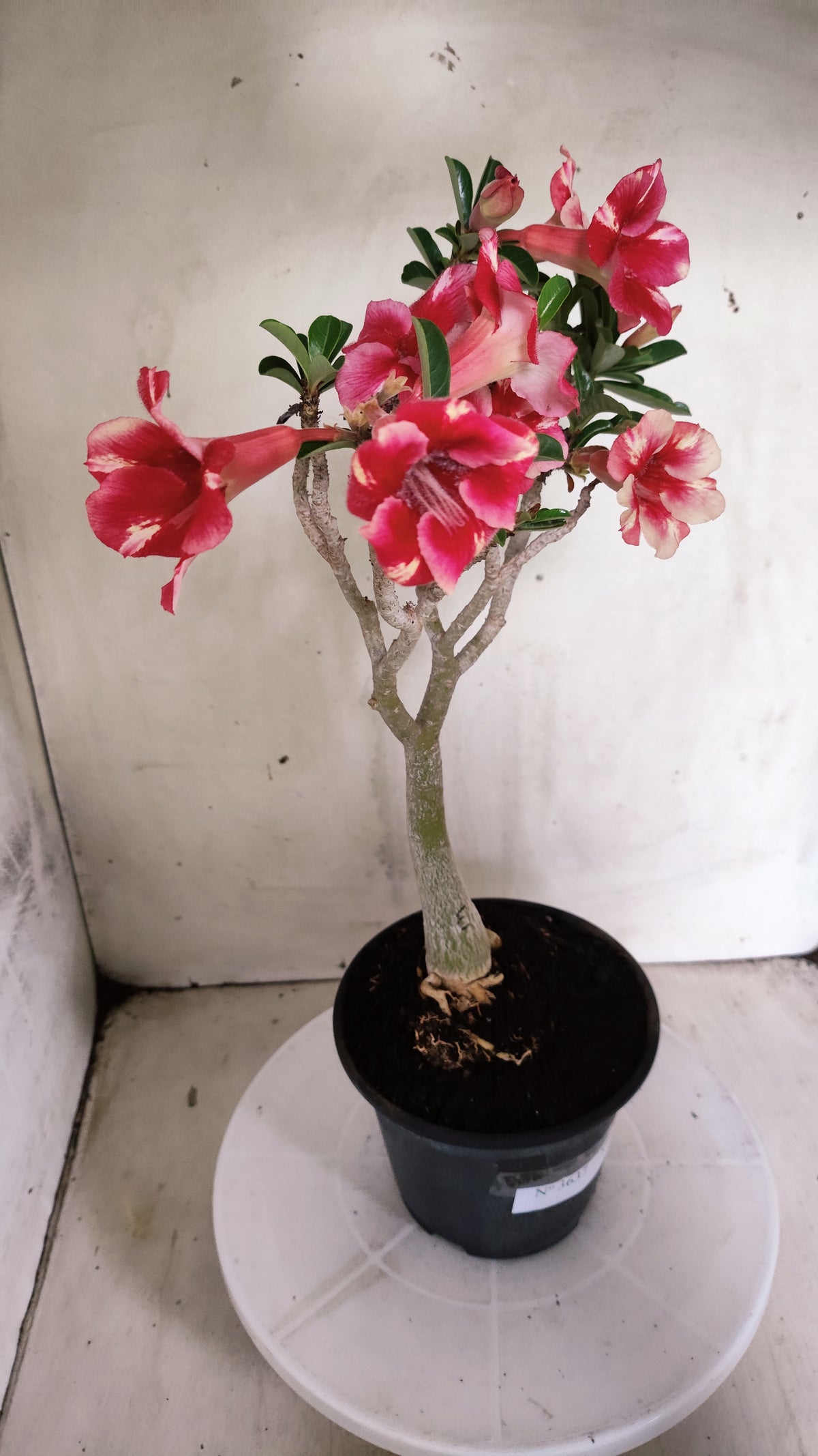 Planta Simples 3637 – 30cm – 03 anos - vaso 15