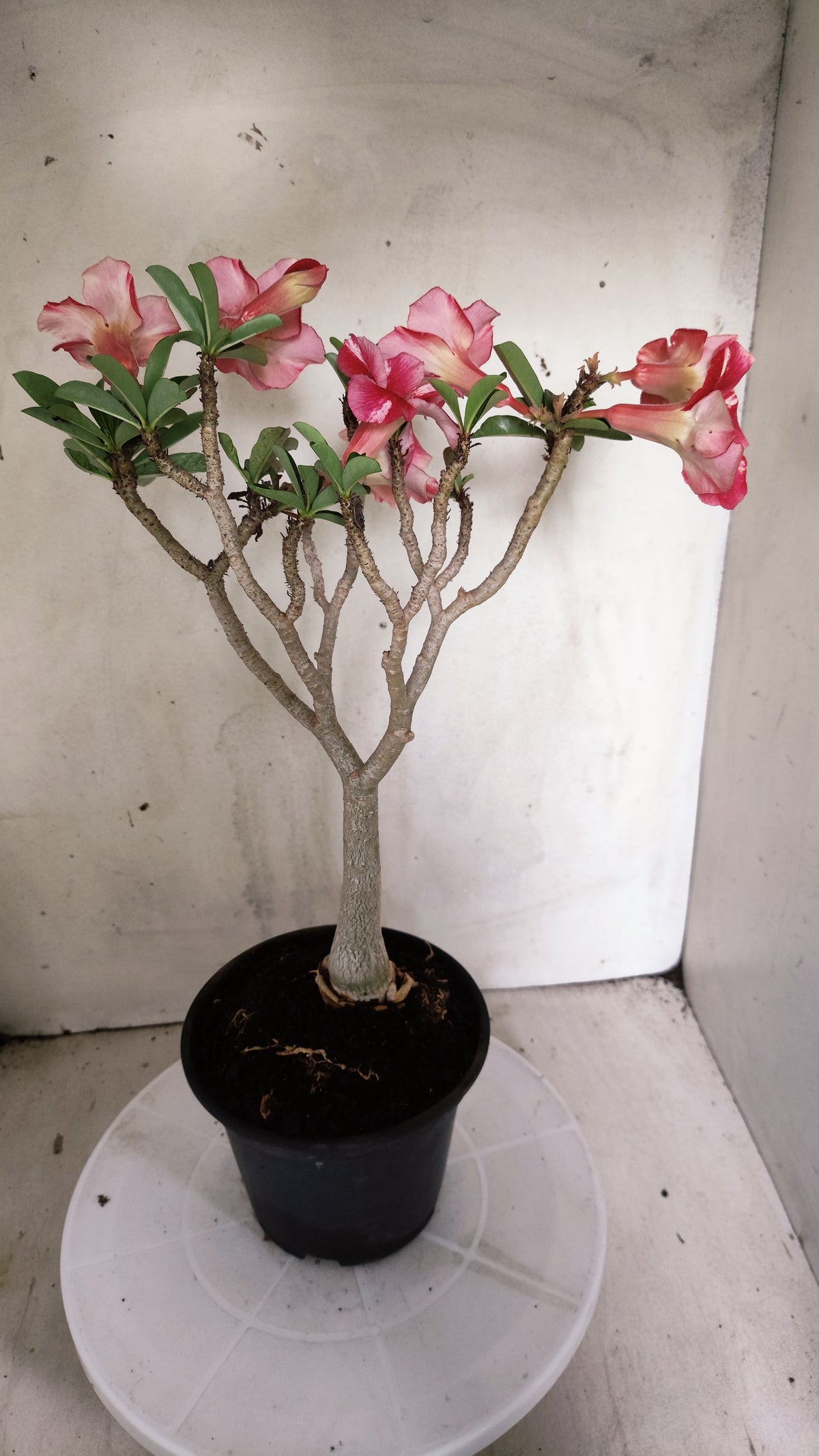 Planta Simples 3637 – 30cm – 03 anos - vaso 15