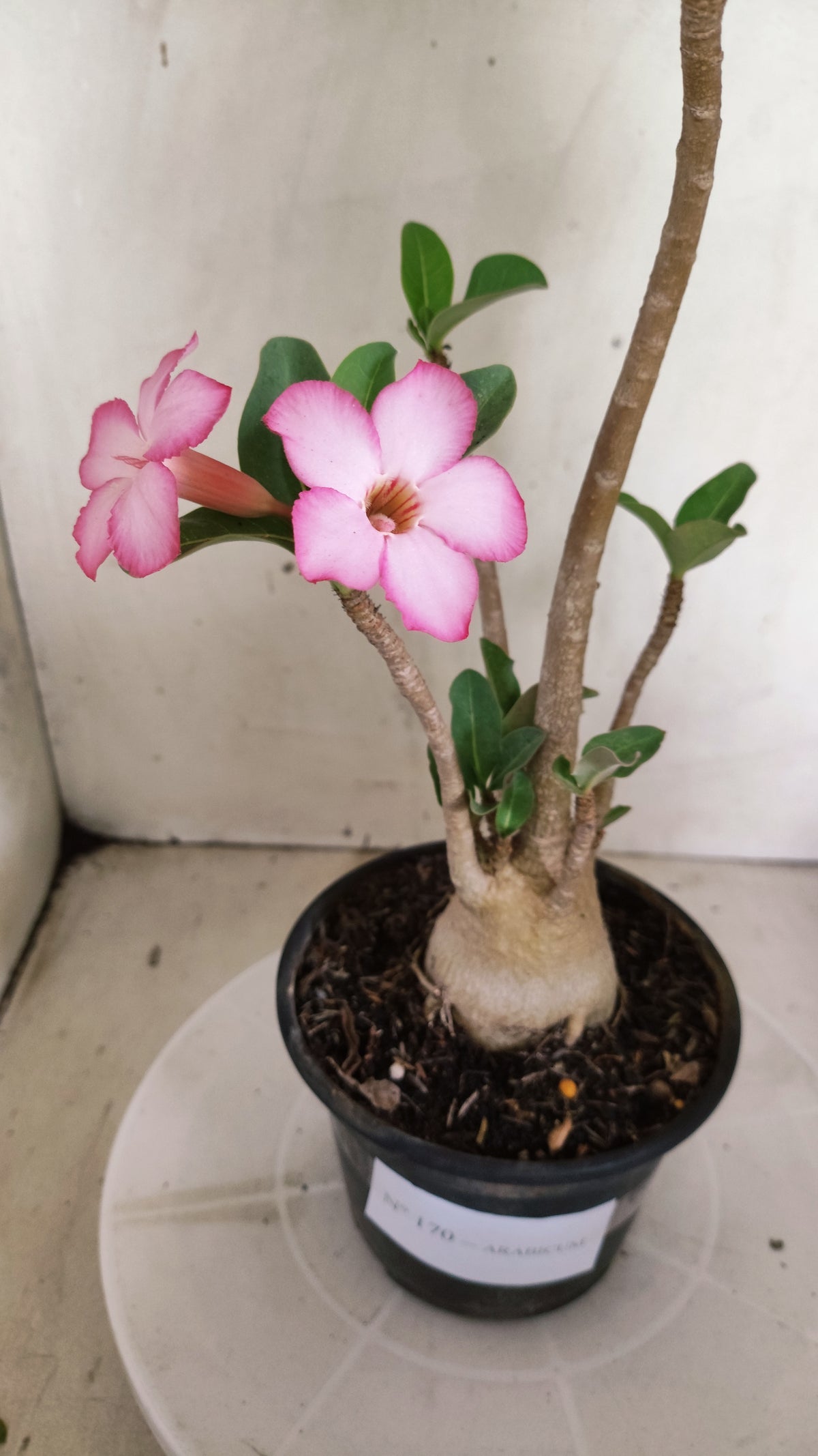 Planta ARABICUM 170 – 35cm – 03 anos