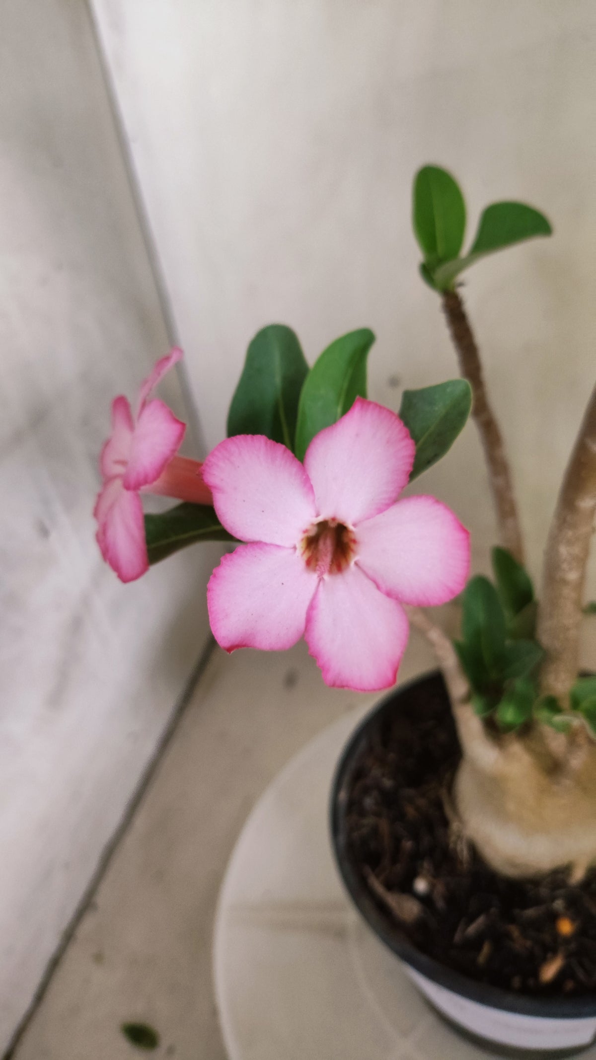 Planta ARABICUM 170 – 35cm – 03 anos