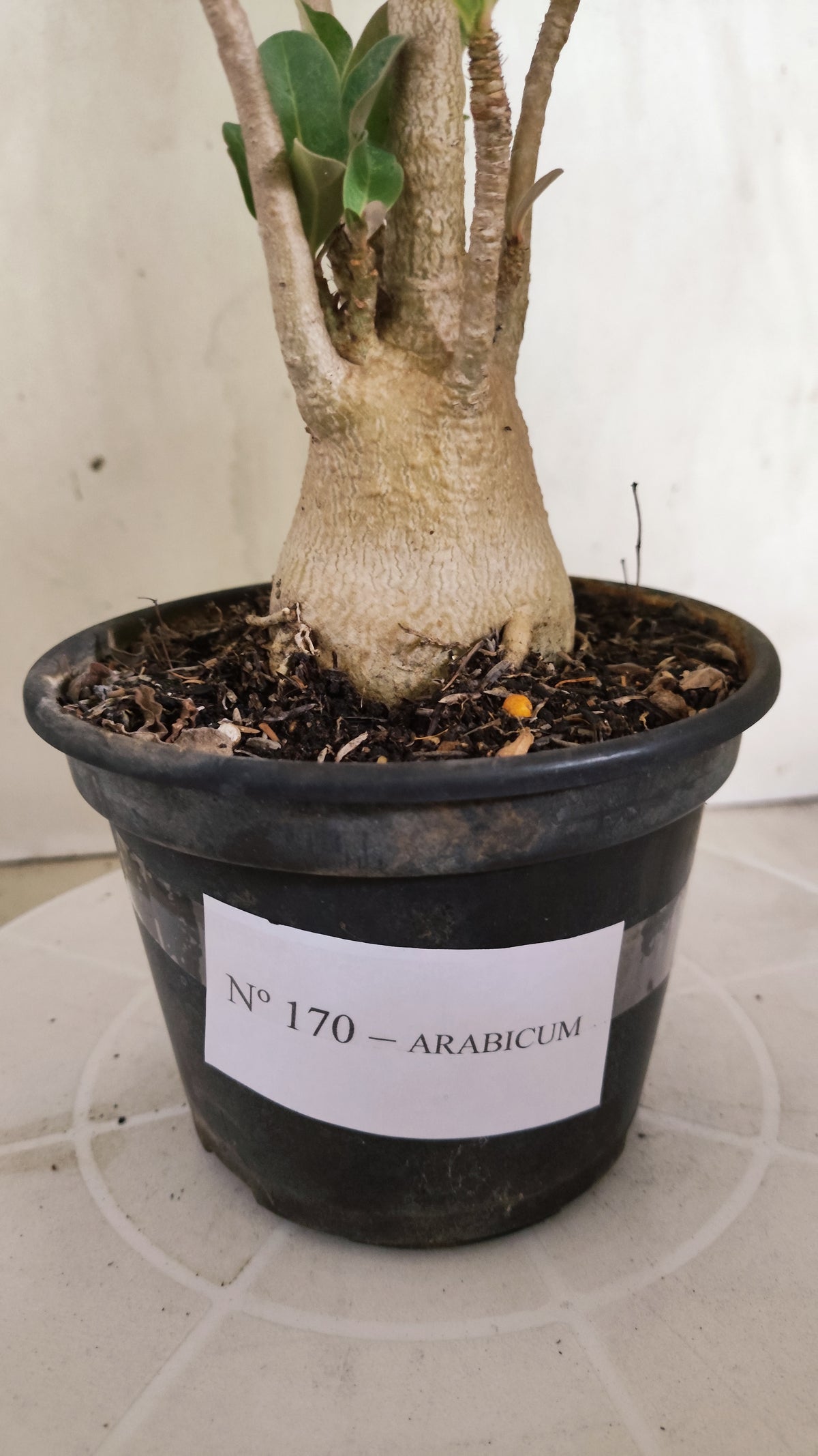 Planta ARABICUM 170 – 35cm – 03 anos