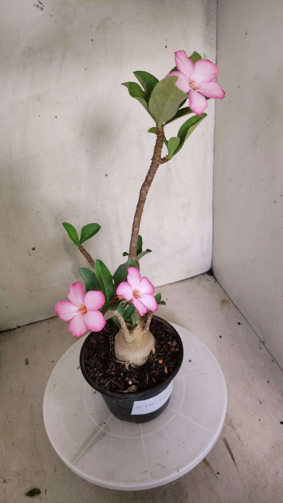 Planta ARABICUM 170 – 35cm – 03 anos