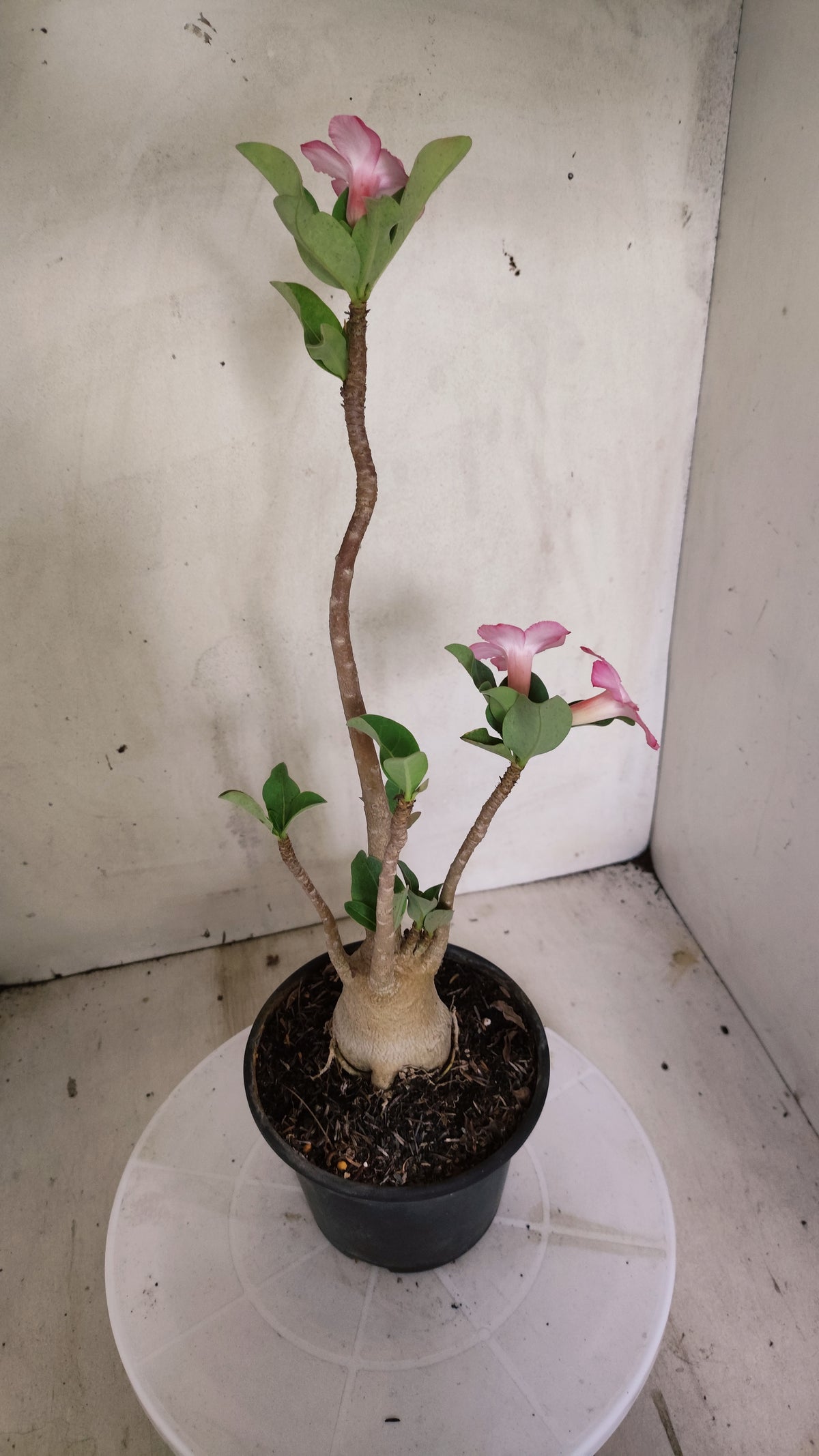 Planta ARABICUM 170 – 35cm – 03 anos