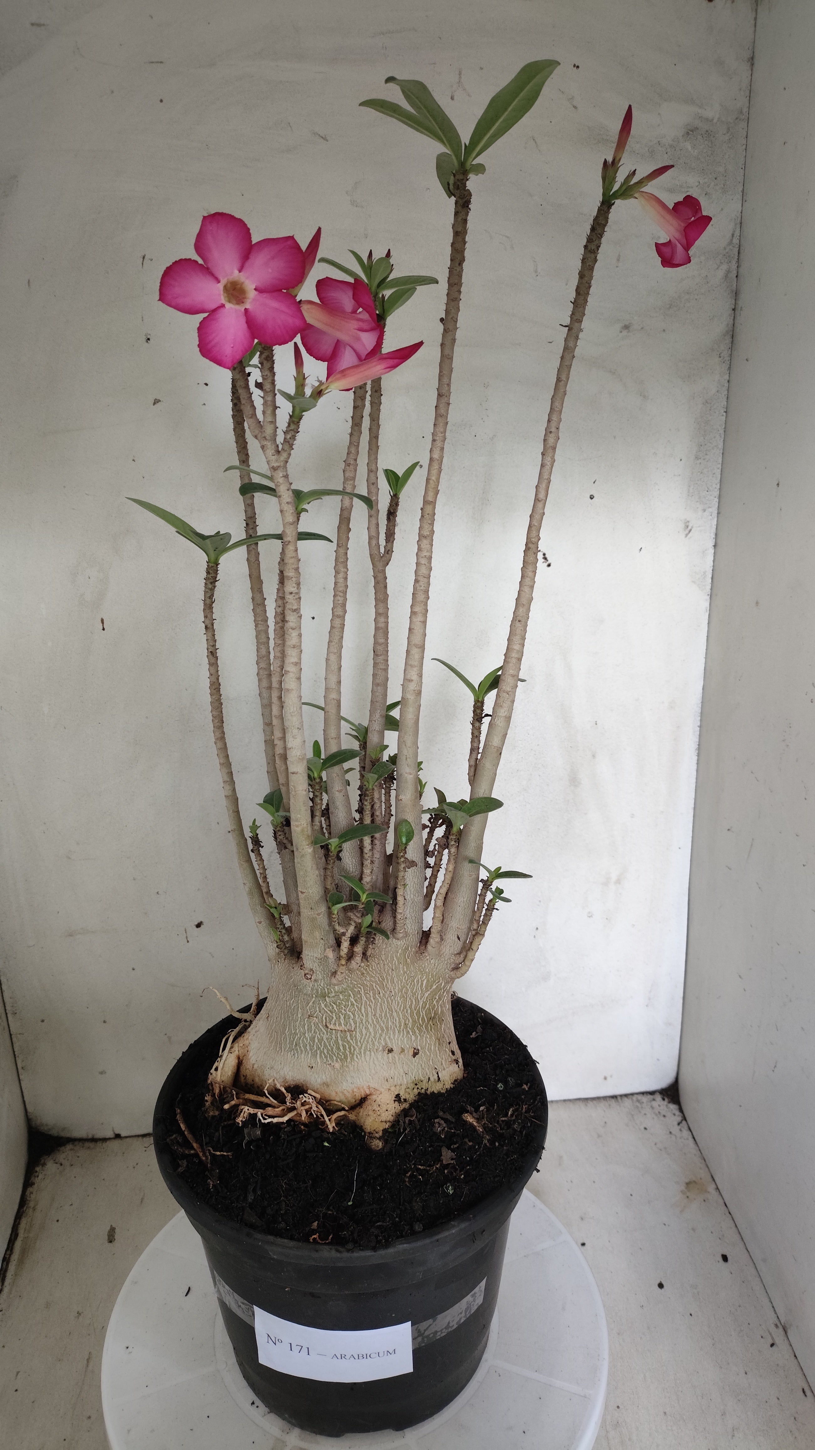 Planta ARABICUM 171 – 50cm – 05 anos - Vaso 20
