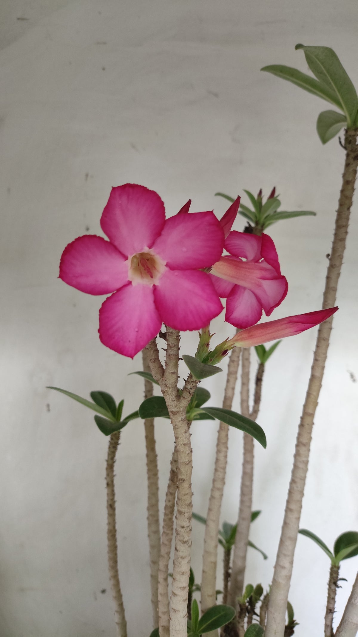 Planta ARABICUM 171 – 50cm – 05 anos - Vaso 20