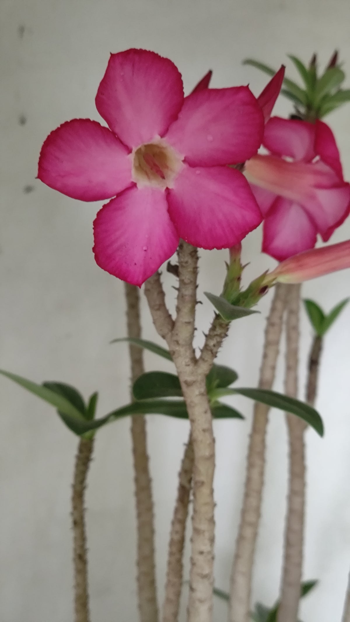 Planta ARABICUM 171 – 50cm – 05 anos - Vaso 20