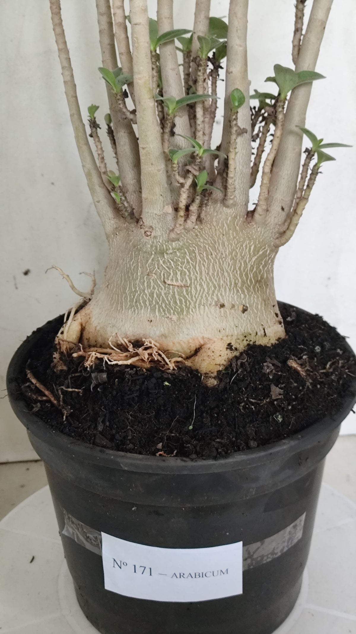 Planta ARABICUM 171 – 50cm – 05 anos - Vaso 20