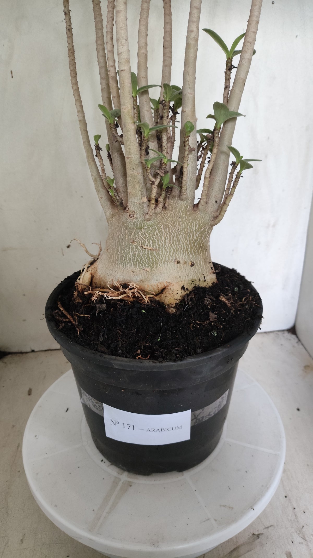 Planta ARABICUM 171 – 50cm – 05 anos - Vaso 20