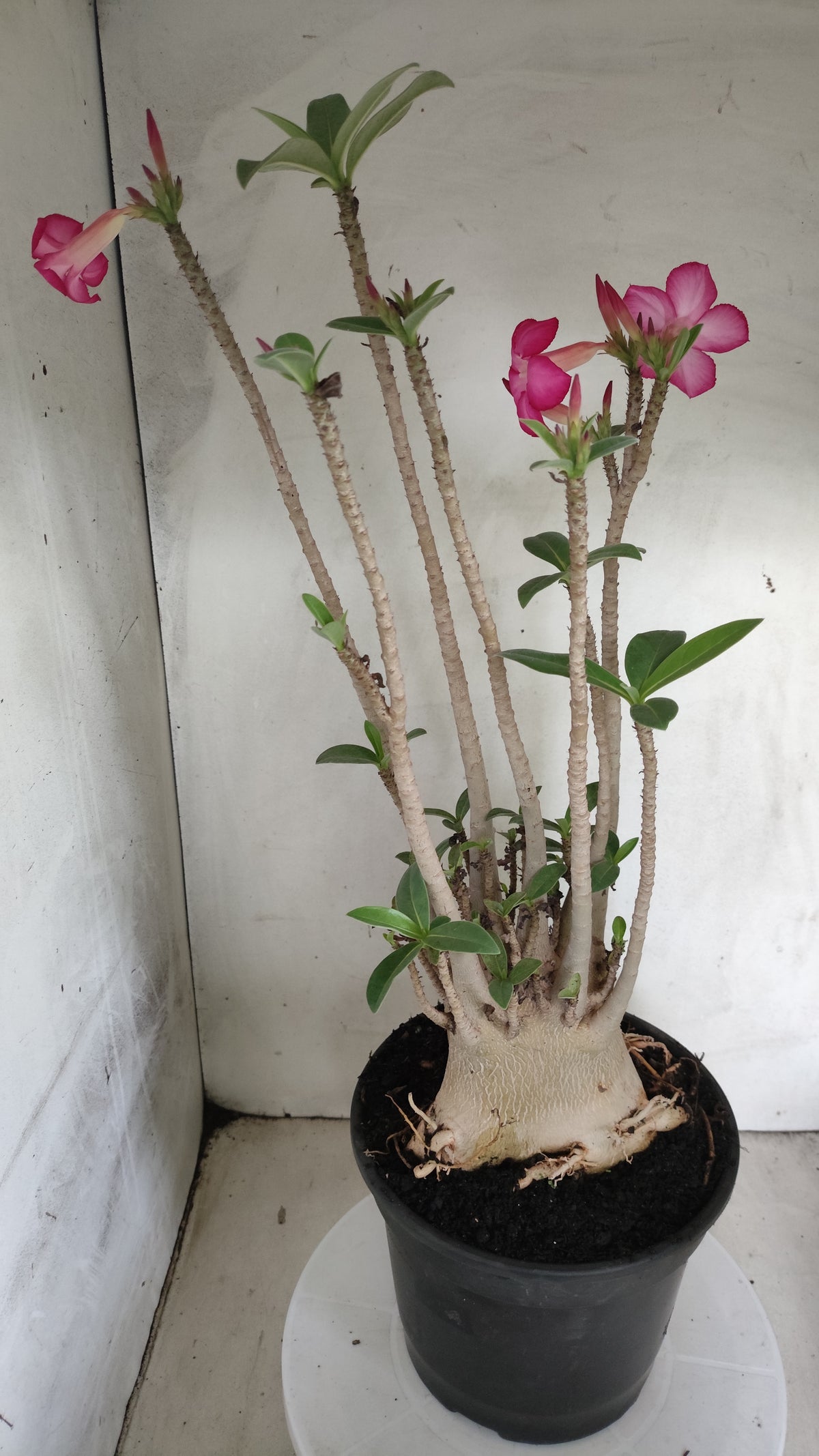 Planta ARABICUM 171 – 50cm – 05 anos - Vaso 20