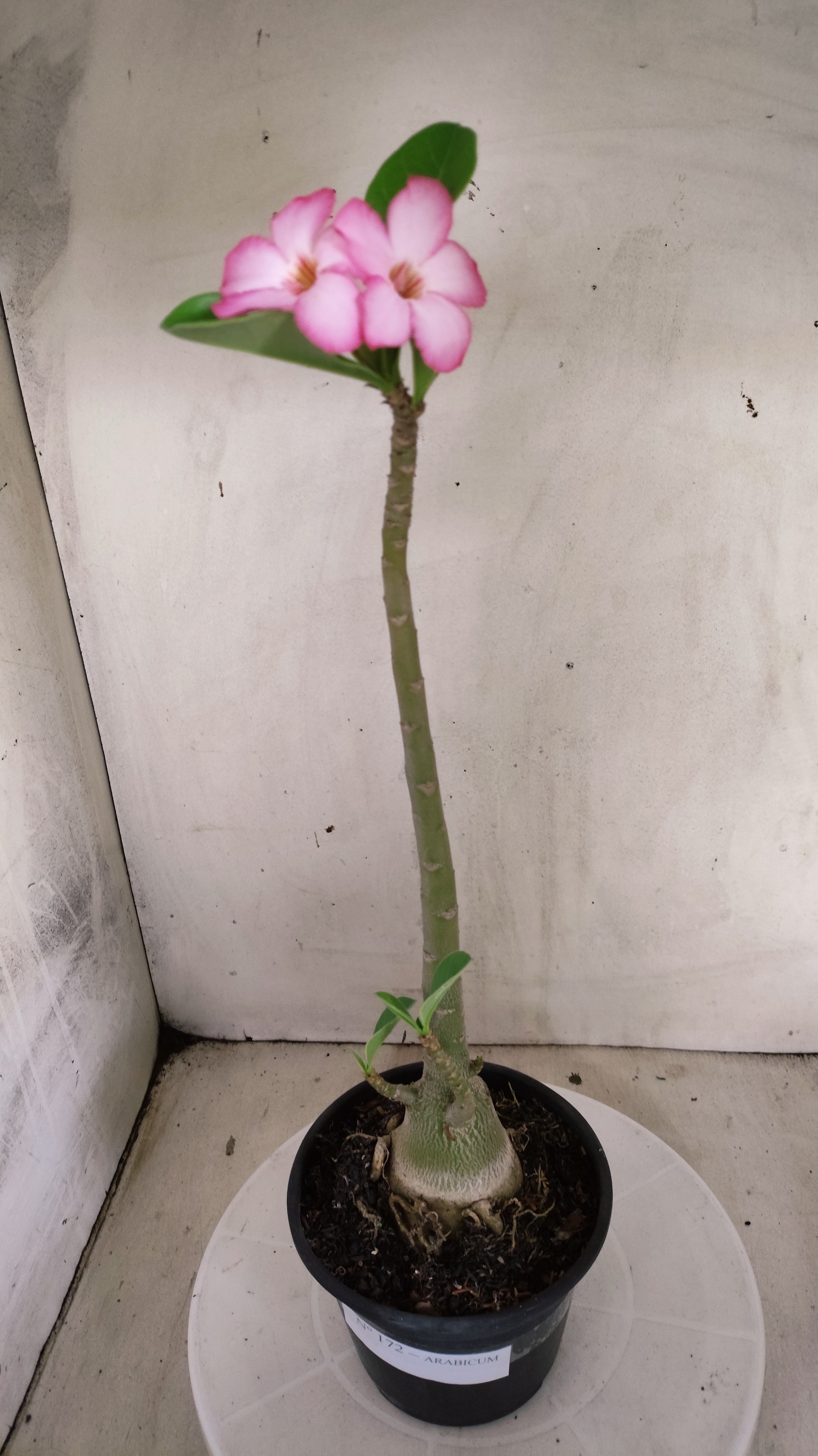 Planta ARABICUM 172 – 35cm – 03 anos