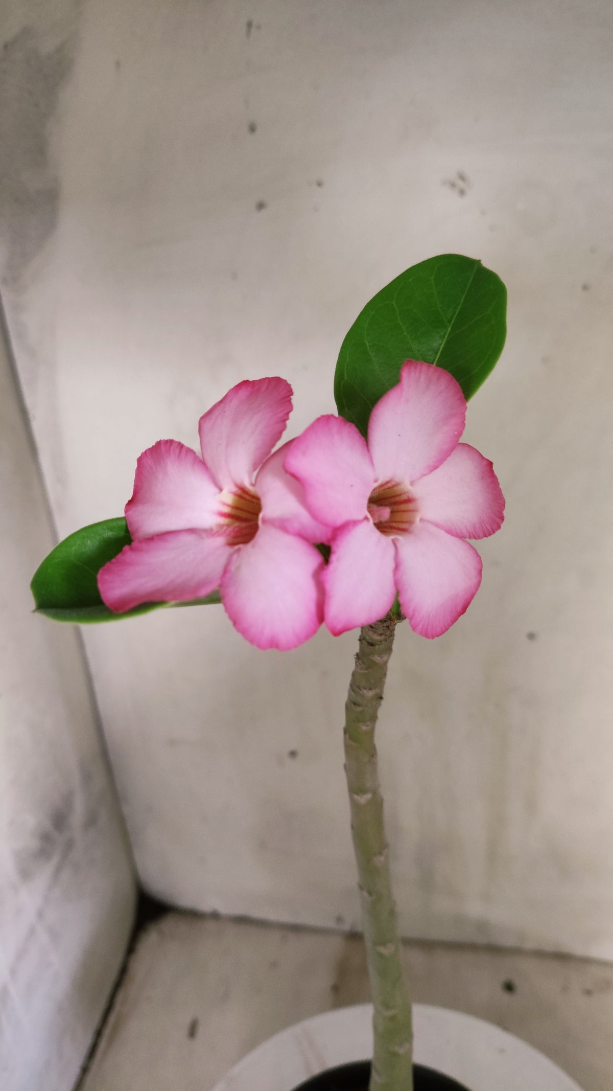 Planta ARABICUM 172 – 35cm – 03 anos