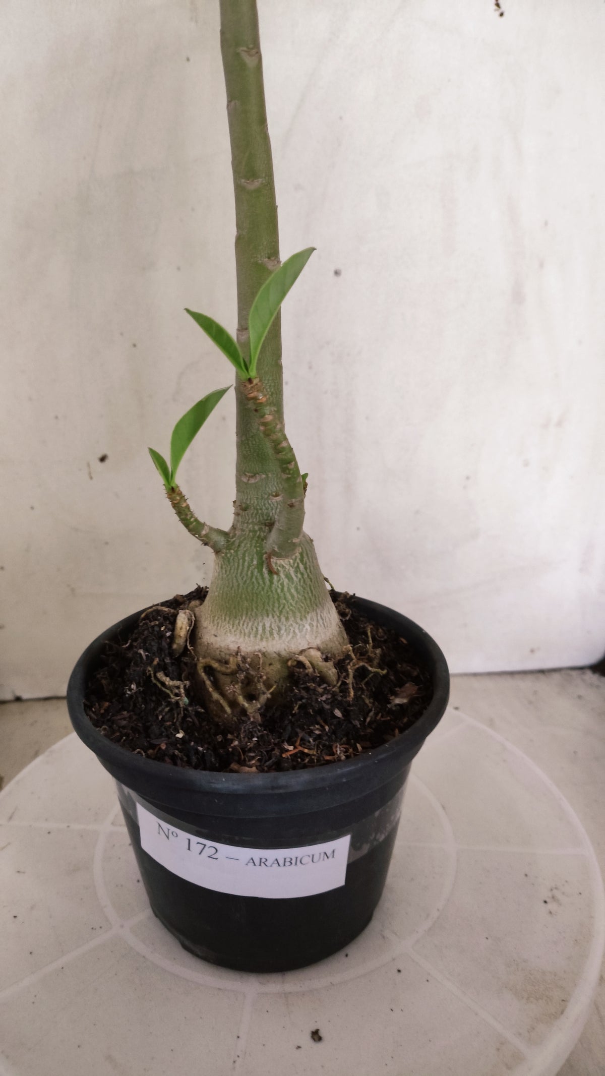 Planta ARABICUM 172 – 35cm – 03 anos