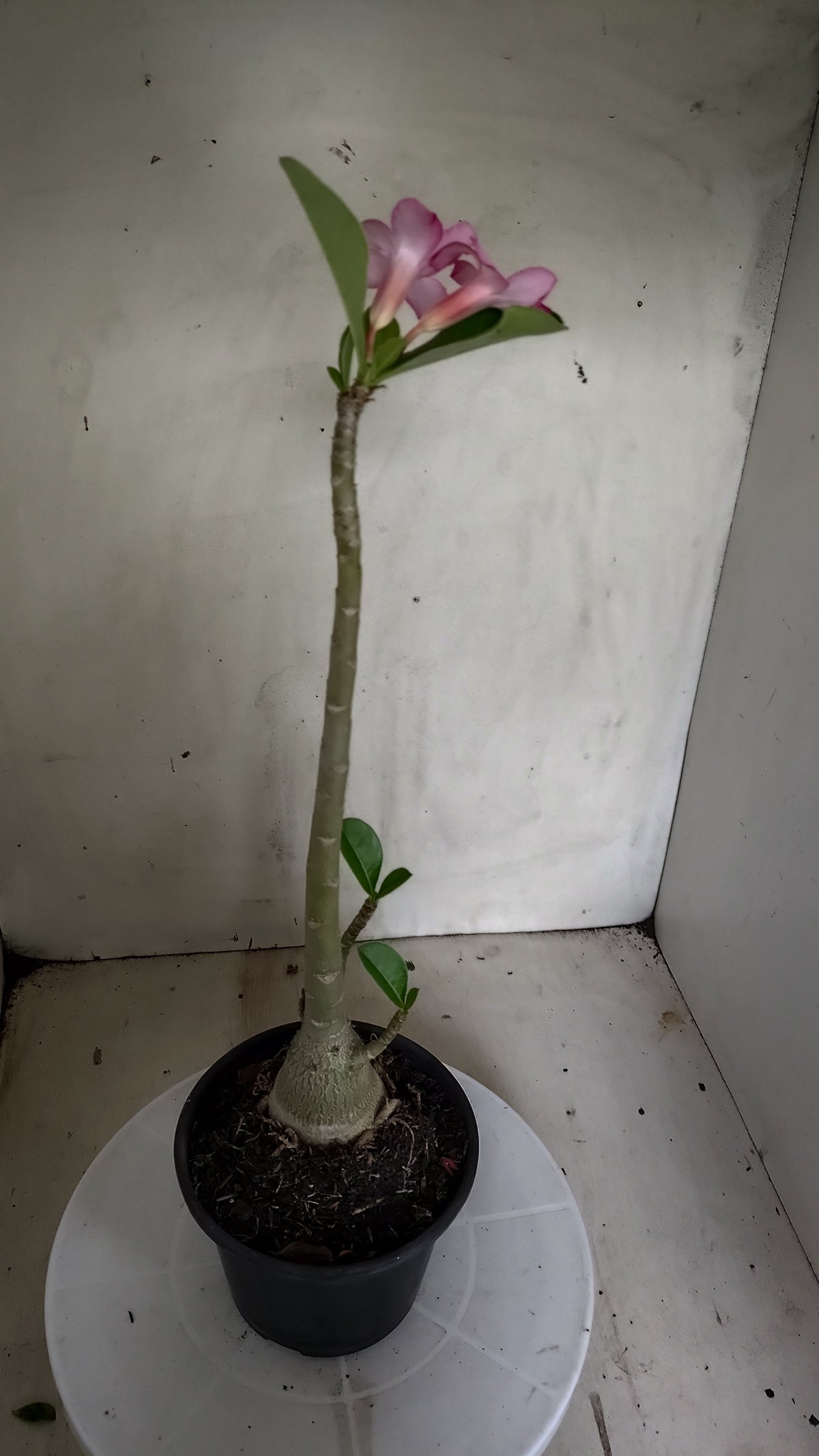 Planta ARABICUM 172 – 35cm – 03 anos