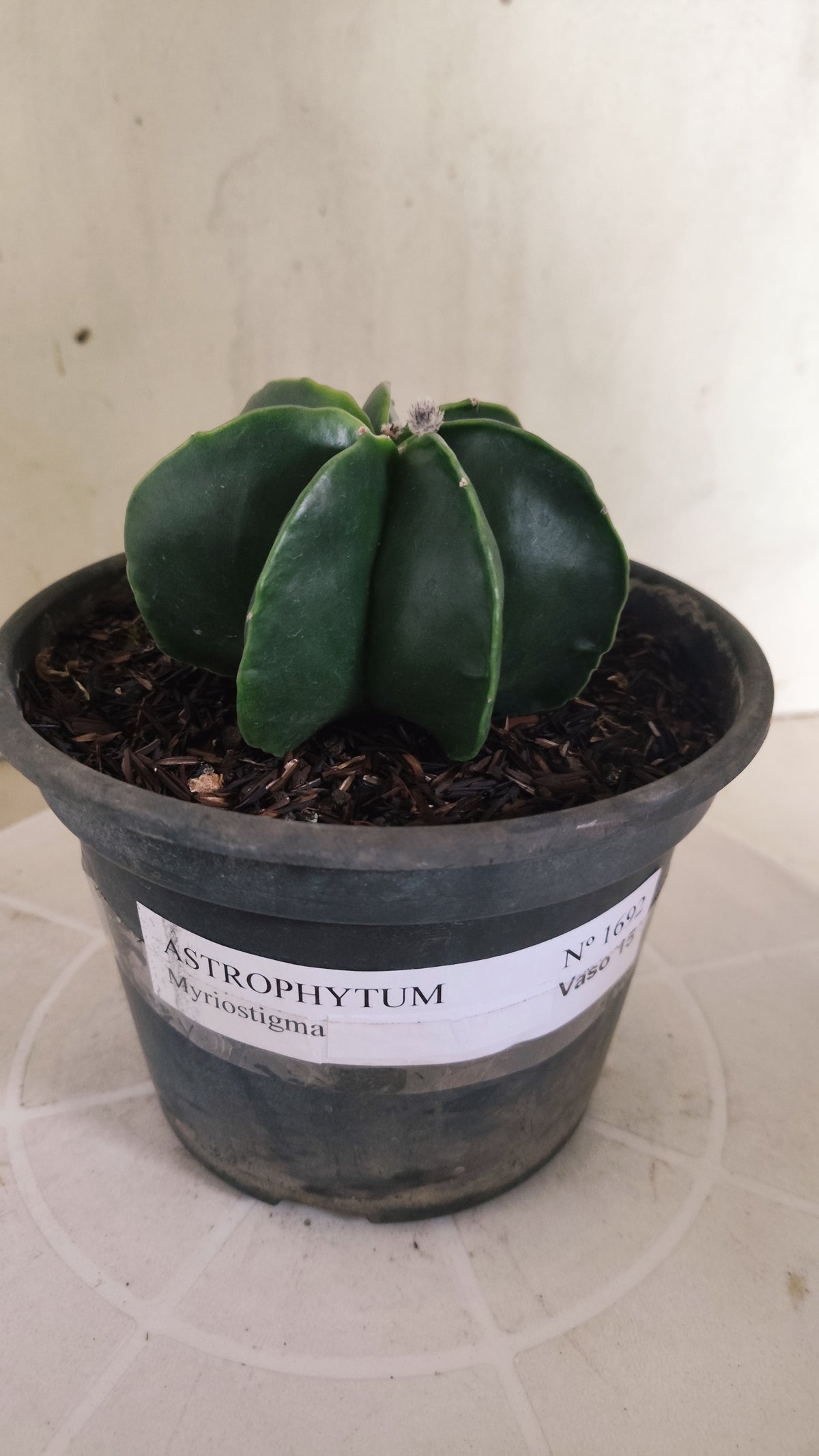 MATRIZ ASTROPHYTUM MYRIOSTIGMA Nudum "Multicostatum"  Nº 1692  – vaso 15