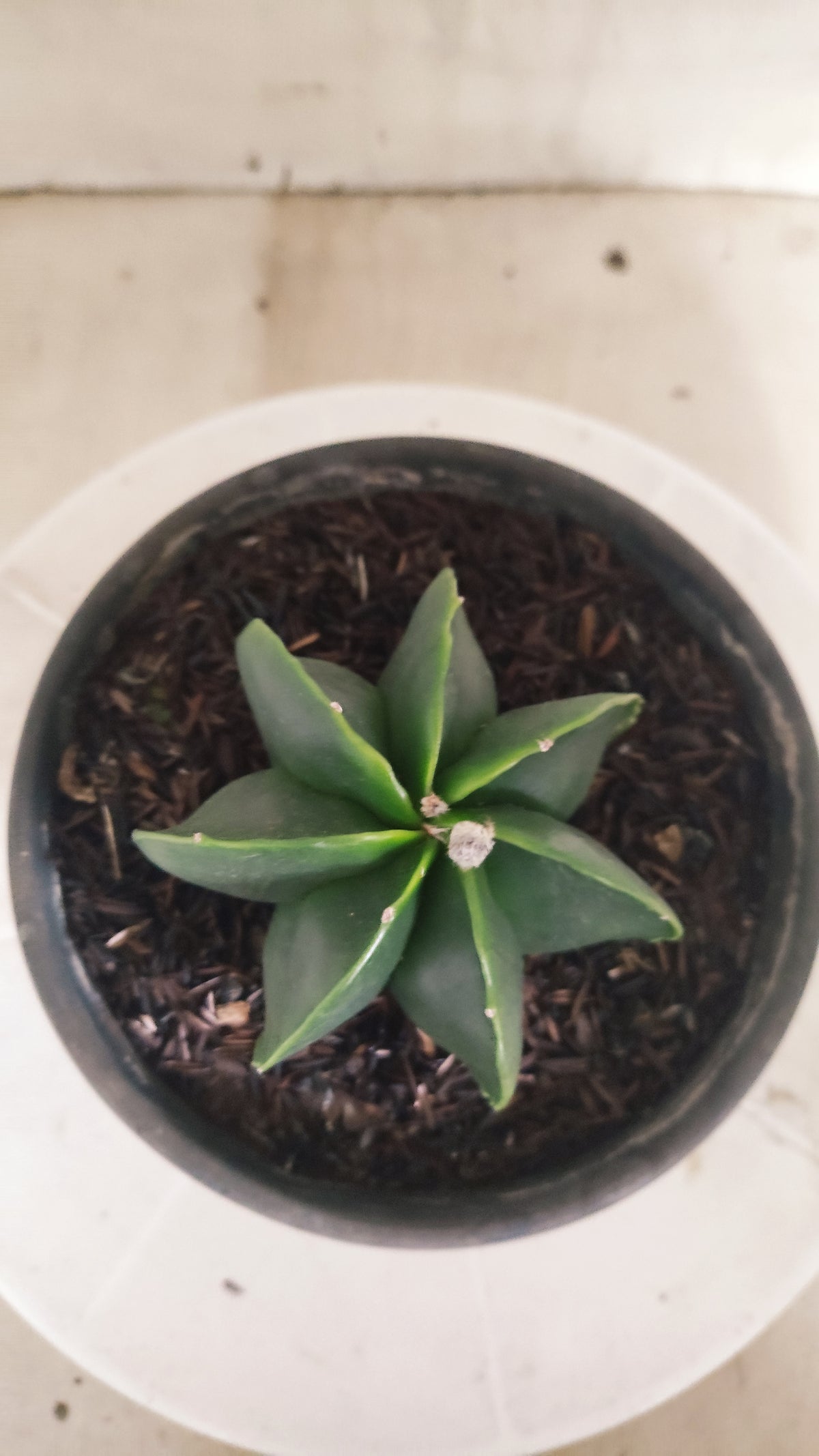 MATRIZ ASTROPHYTUM MYRIOSTIGMA Nudum "Multicostatum"  Nº 1692  – vaso 15