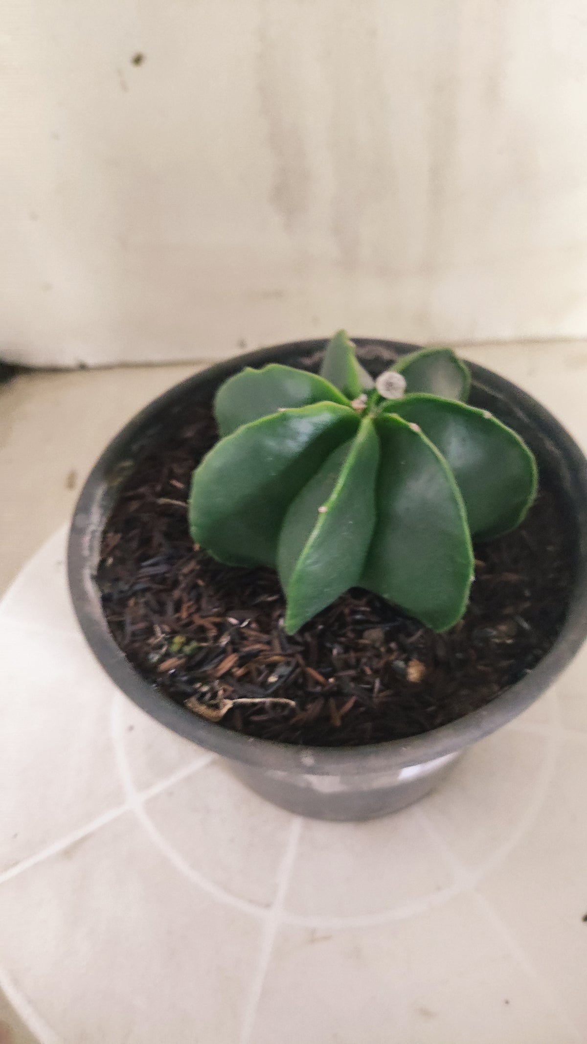 MATRIZ ASTROPHYTUM MYRIOSTIGMA Nudum "Multicostatum"  Nº 1692  – vaso 15