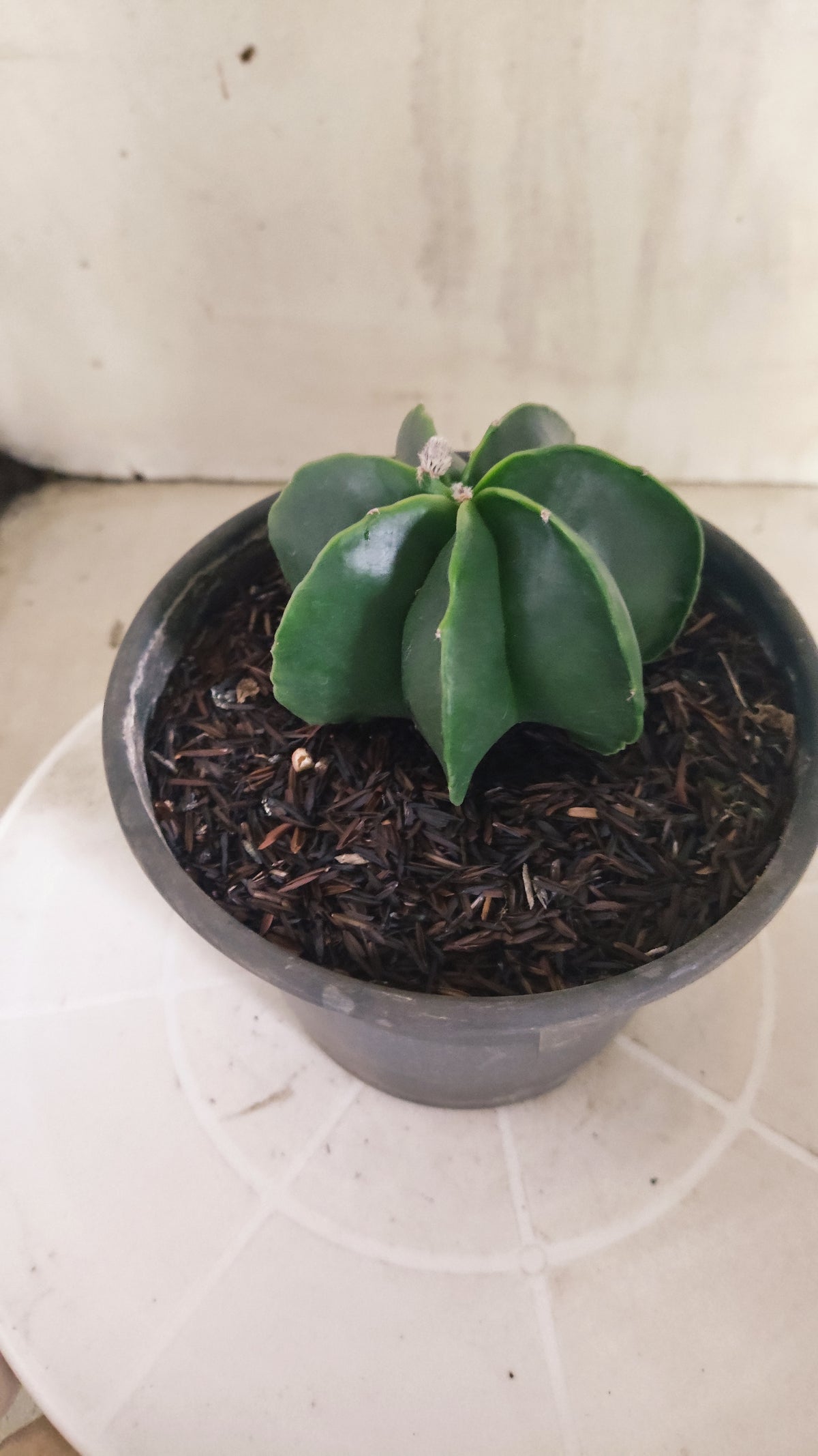 MATRIZ ASTROPHYTUM MYRIOSTIGMA Nudum "Multicostatum"  Nº 1692  – vaso 15