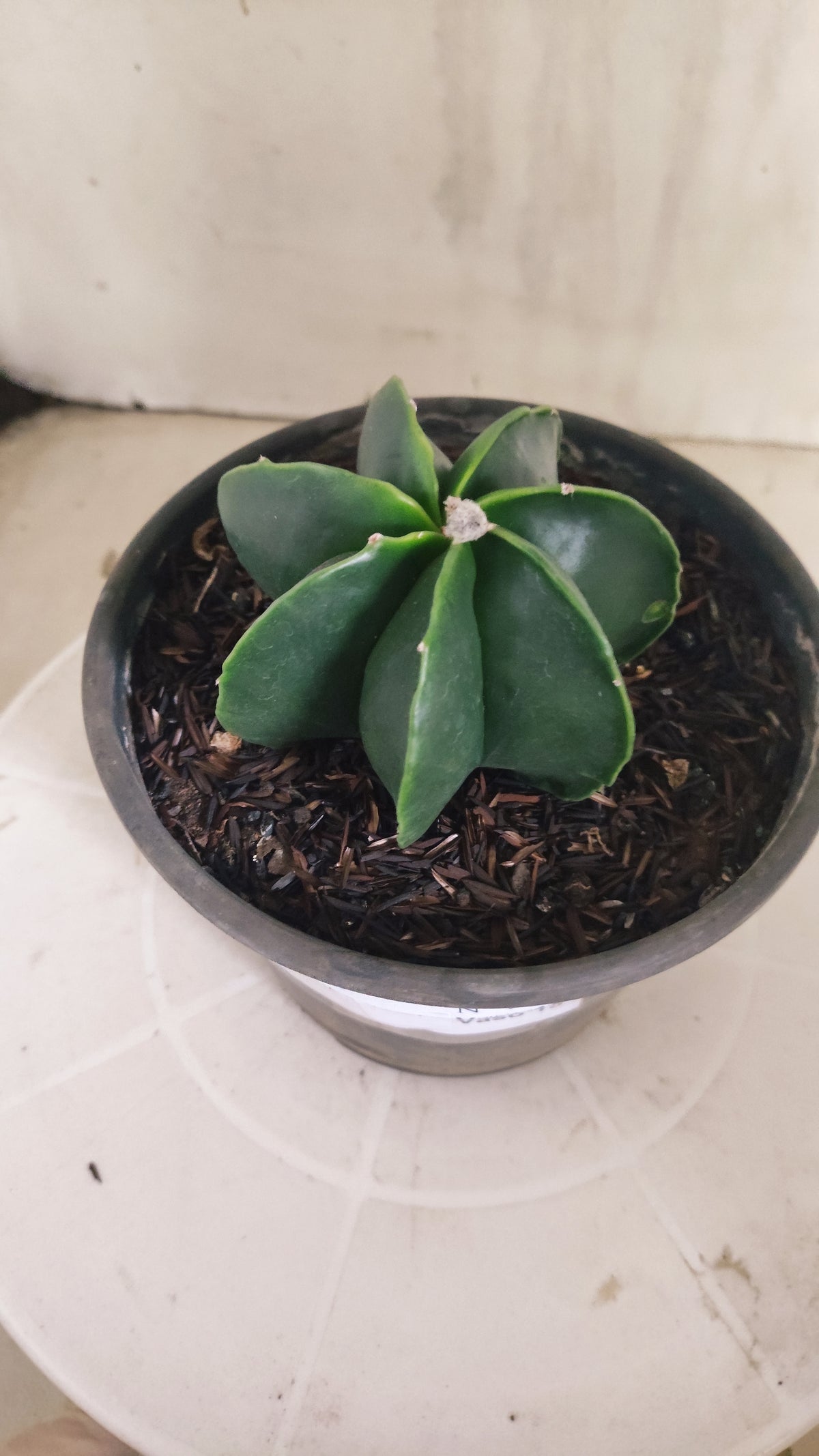 MATRIZ ASTROPHYTUM MYRIOSTIGMA Nudum "Multicostatum"  Nº 1692  – vaso 15