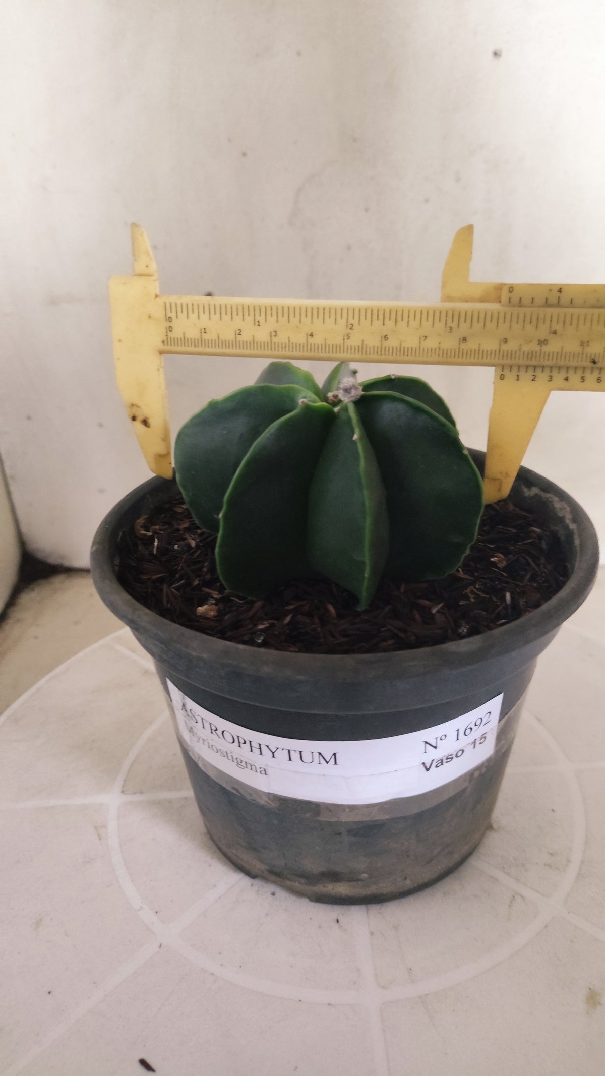 MATRIZ ASTROPHYTUM MYRIOSTIGMA Nudum "Multicostatum"  Nº 1692  – vaso 15