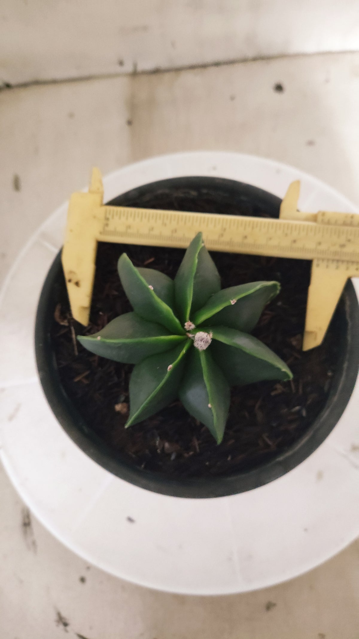 MATRIZ ASTROPHYTUM MYRIOSTIGMA Nudum "Multicostatum"  Nº 1692  – vaso 15