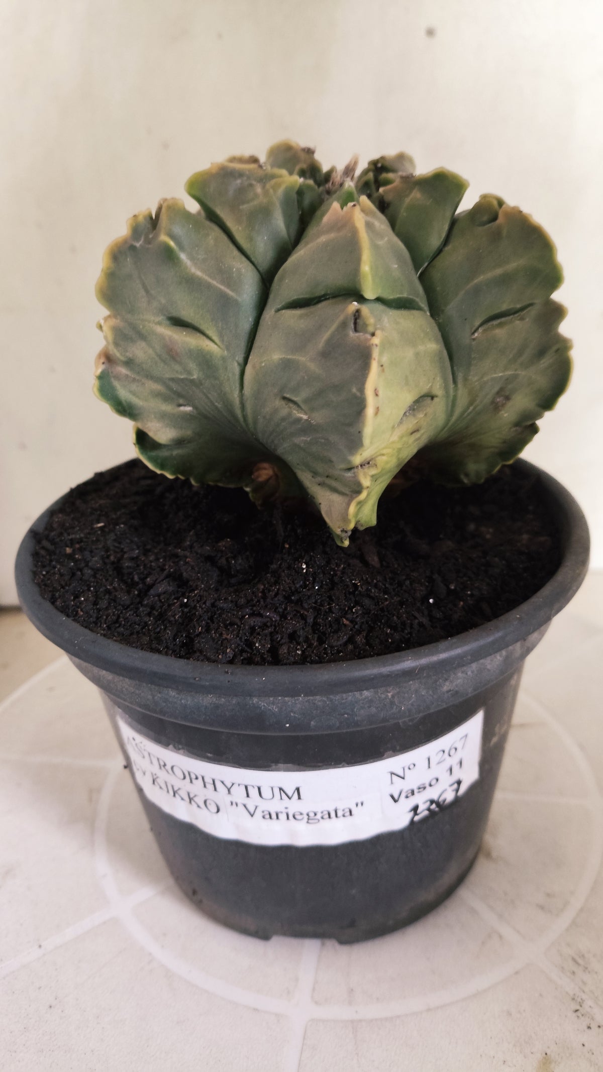 ASTROPHYTUM cv KIKKO Nº 1267 "Variegata" - vaso 15
