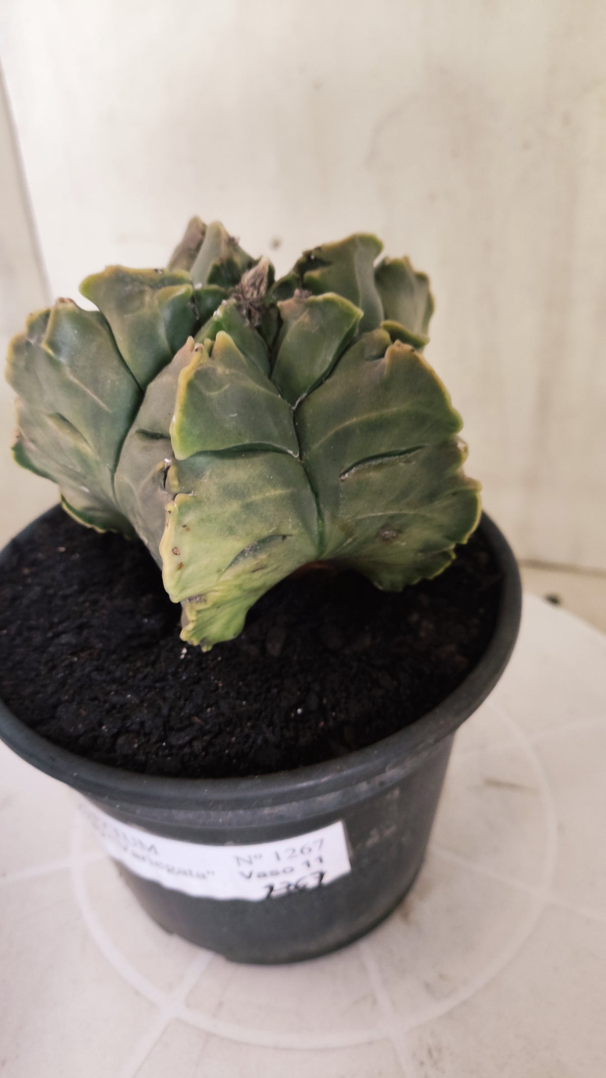 ASTROPHYTUM cv KIKKO Nº 1267 "Variegata" - vaso 15