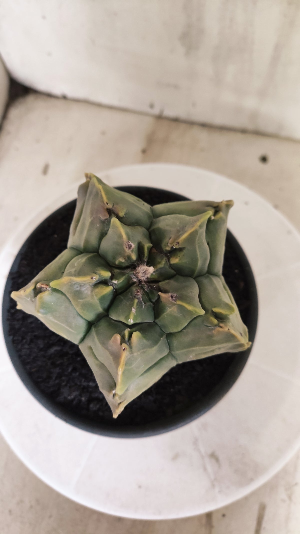 ASTROPHYTUM cv KIKKO Nº 1267 "Variegata" - vaso 15