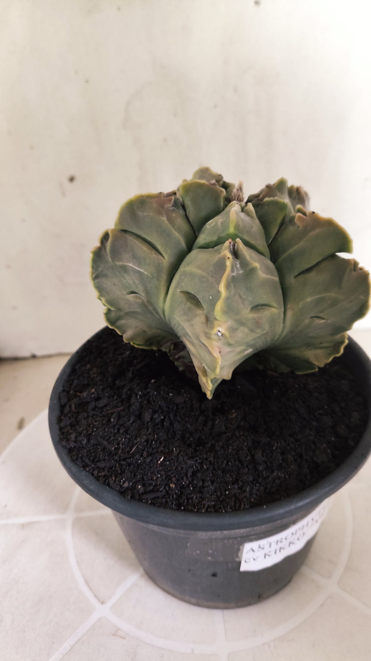 ASTROPHYTUM cv KIKKO Nº 1267 "Variegata" - vaso 15