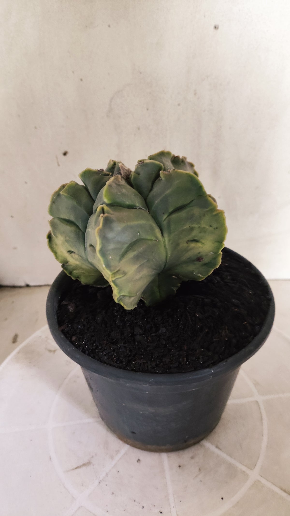 ASTROPHYTUM cv KIKKO Nº 1267 "Variegata" - vaso 15