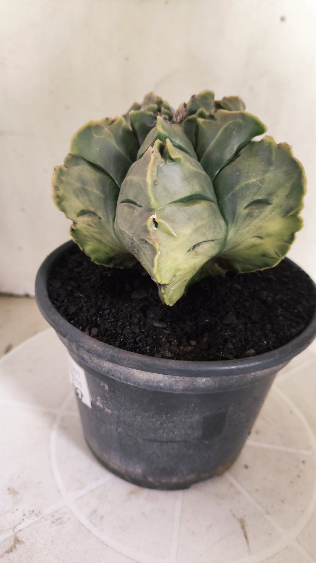 ASTROPHYTUM cv KIKKO Nº 1267 "Variegata" - vaso 15