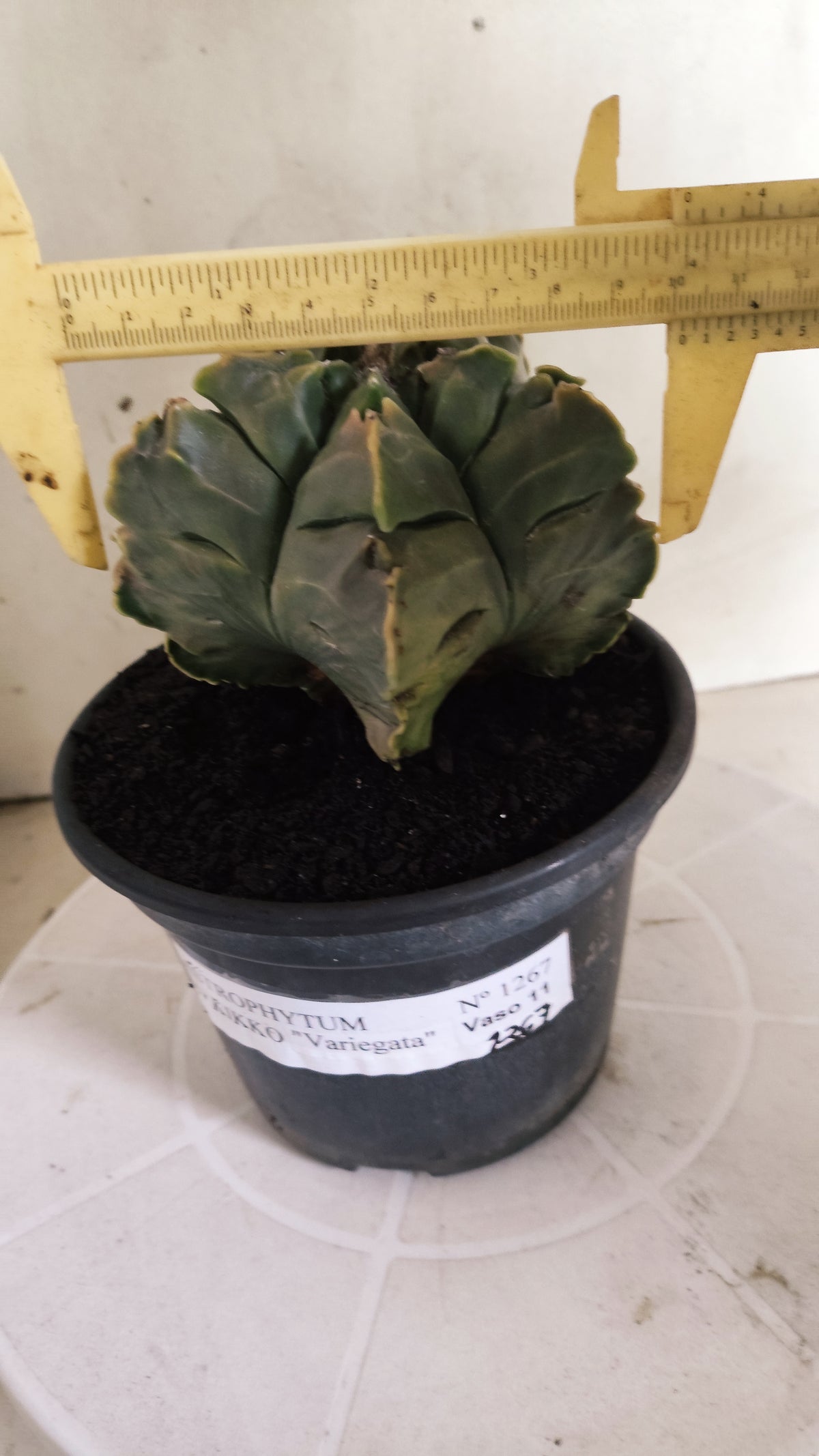 ASTROPHYTUM cv KIKKO Nº 1267 "Variegata" - vaso 15