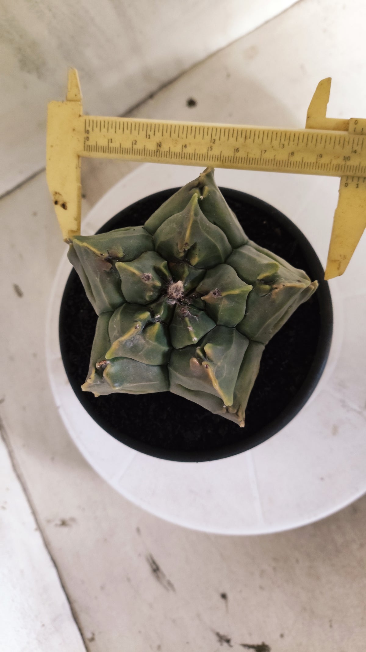 ASTROPHYTUM cv KIKKO Nº 1267 "Variegata" - vaso 15