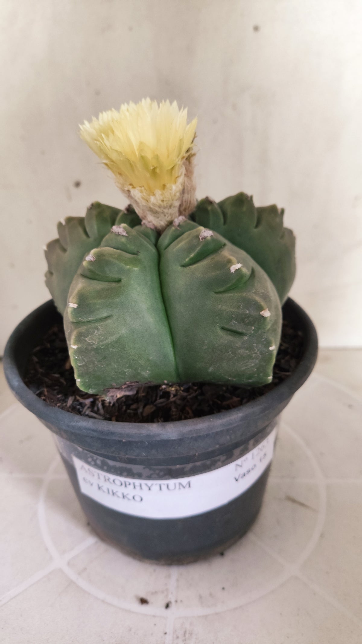 ASTROPHYTUM cv KIKKO Nº 1263 - vaso 15
