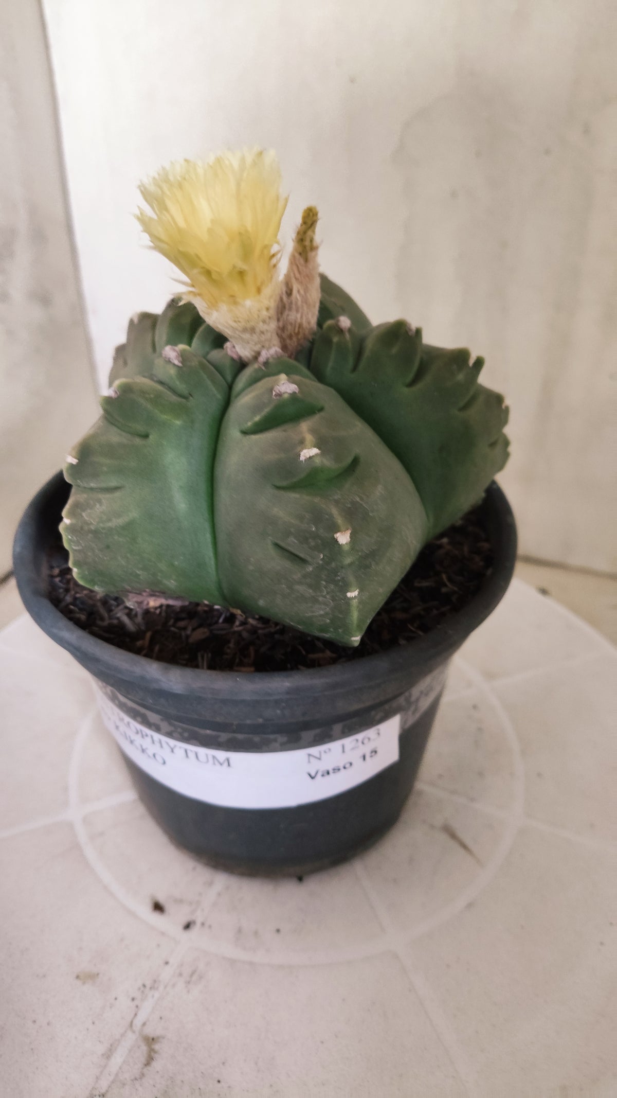 ASTROPHYTUM cv KIKKO Nº 1263 - vaso 15