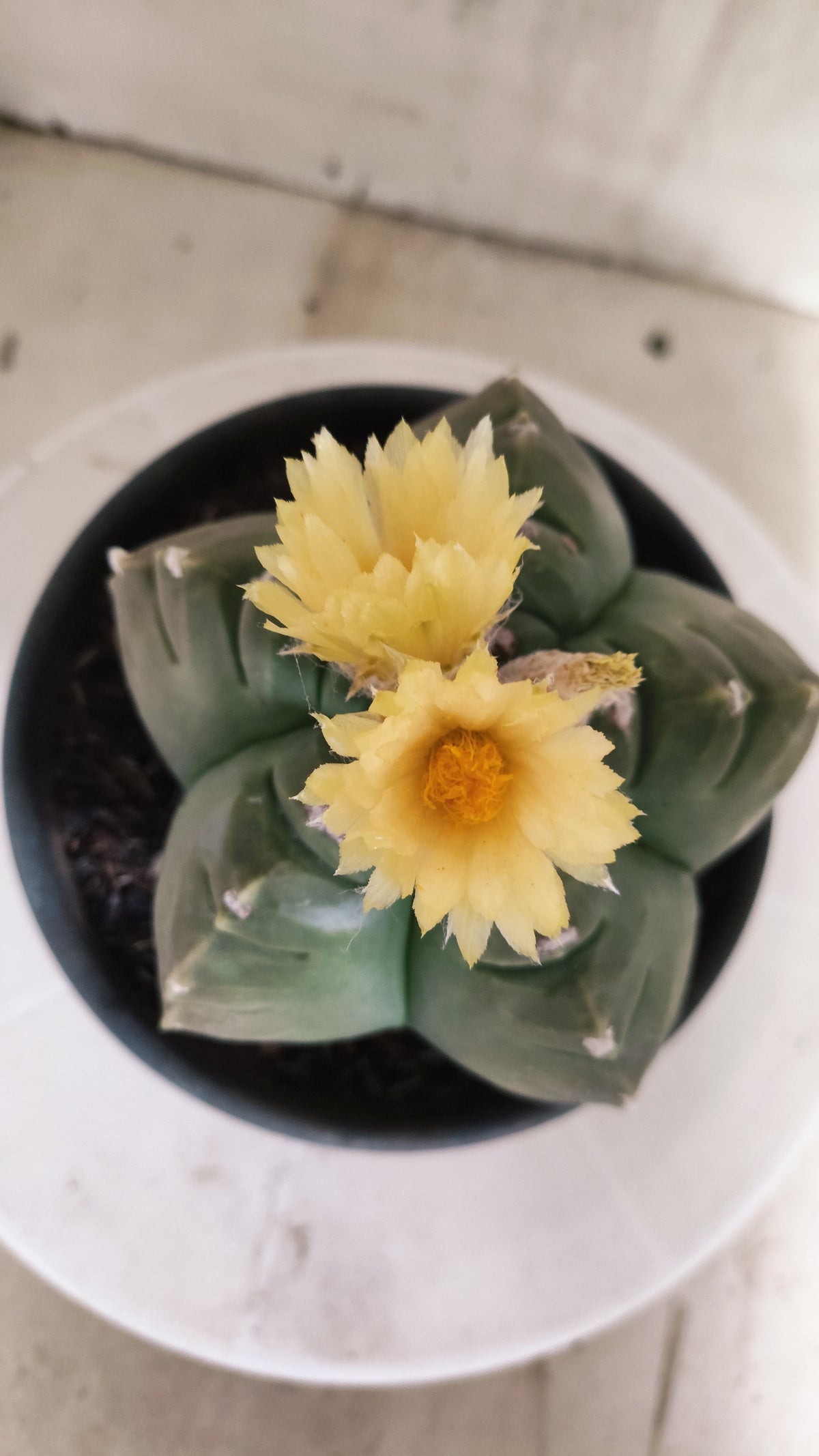 ASTROPHYTUM cv KIKKO Nº 1263 - vaso 15
