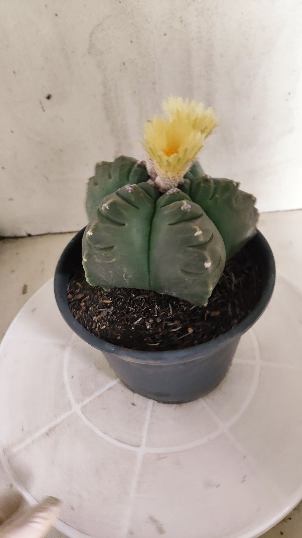 ASTROPHYTUM cv KIKKO Nº 1263 - vaso 15