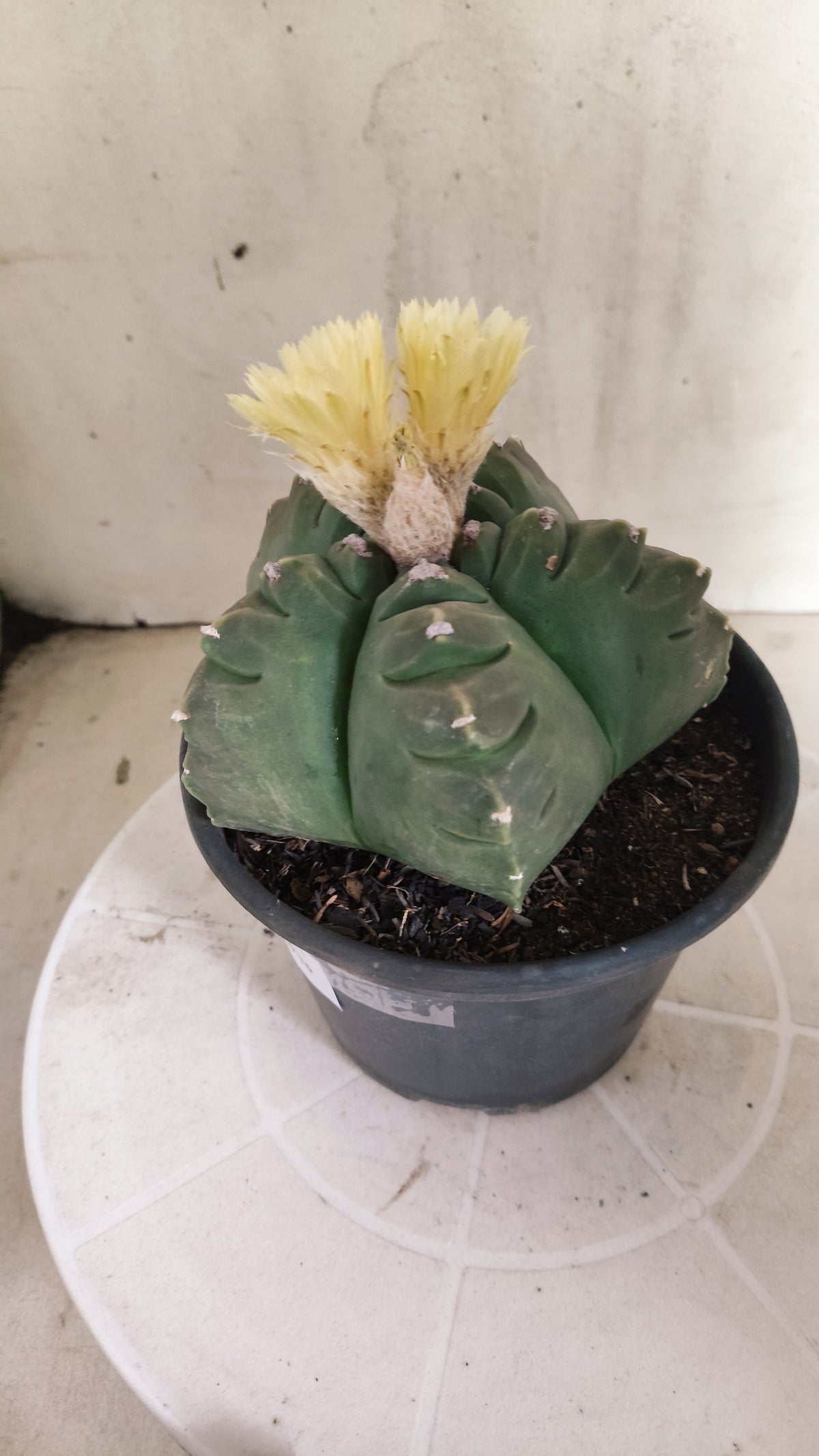 ASTROPHYTUM cv KIKKO Nº 1263 - vaso 15