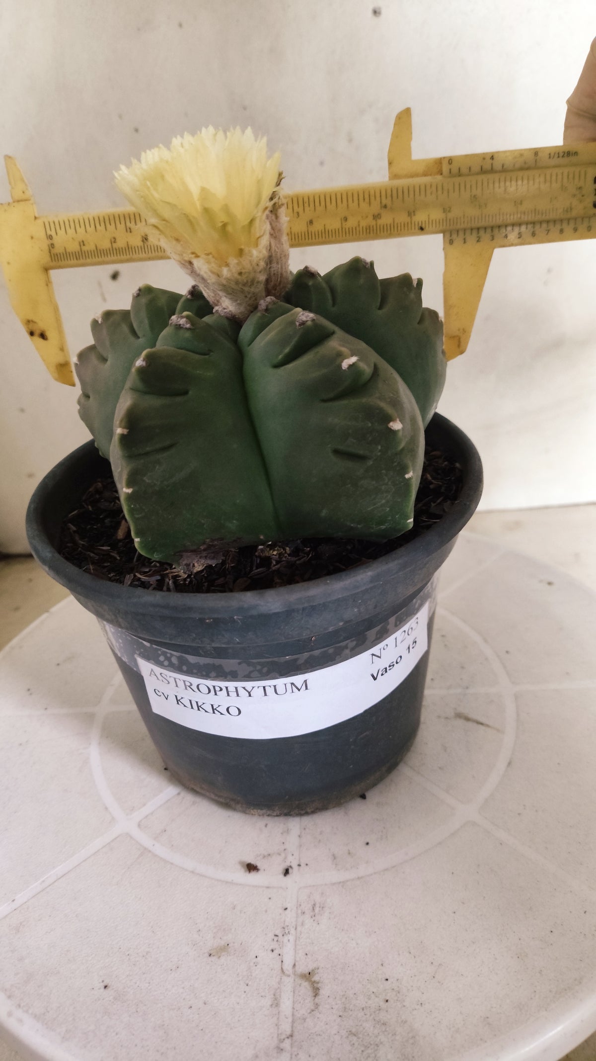 ASTROPHYTUM cv KIKKO Nº 1263 - vaso 15